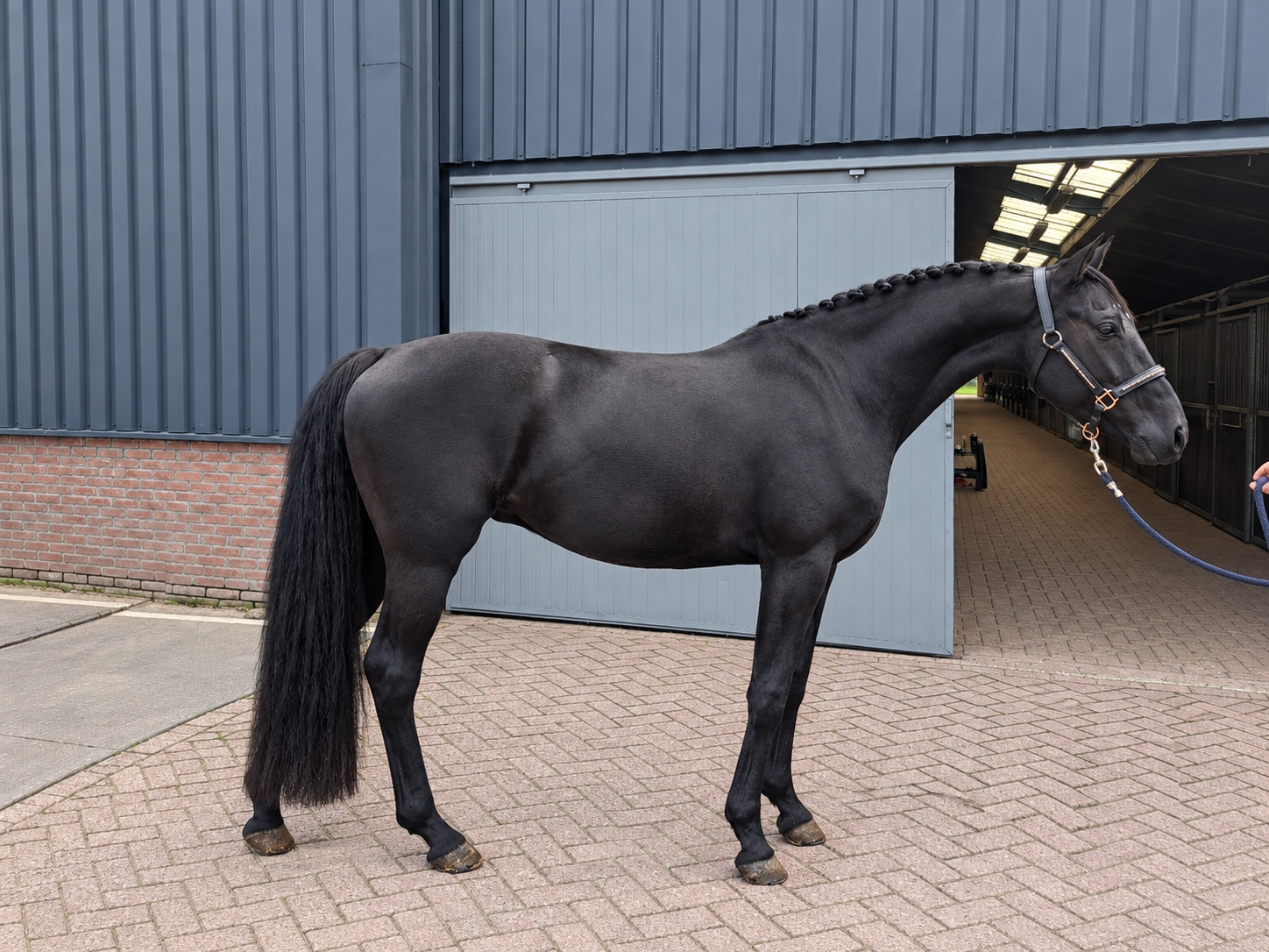 For sale: lovely jet-black 4-year-old gelding Just Wimphof x Jazz