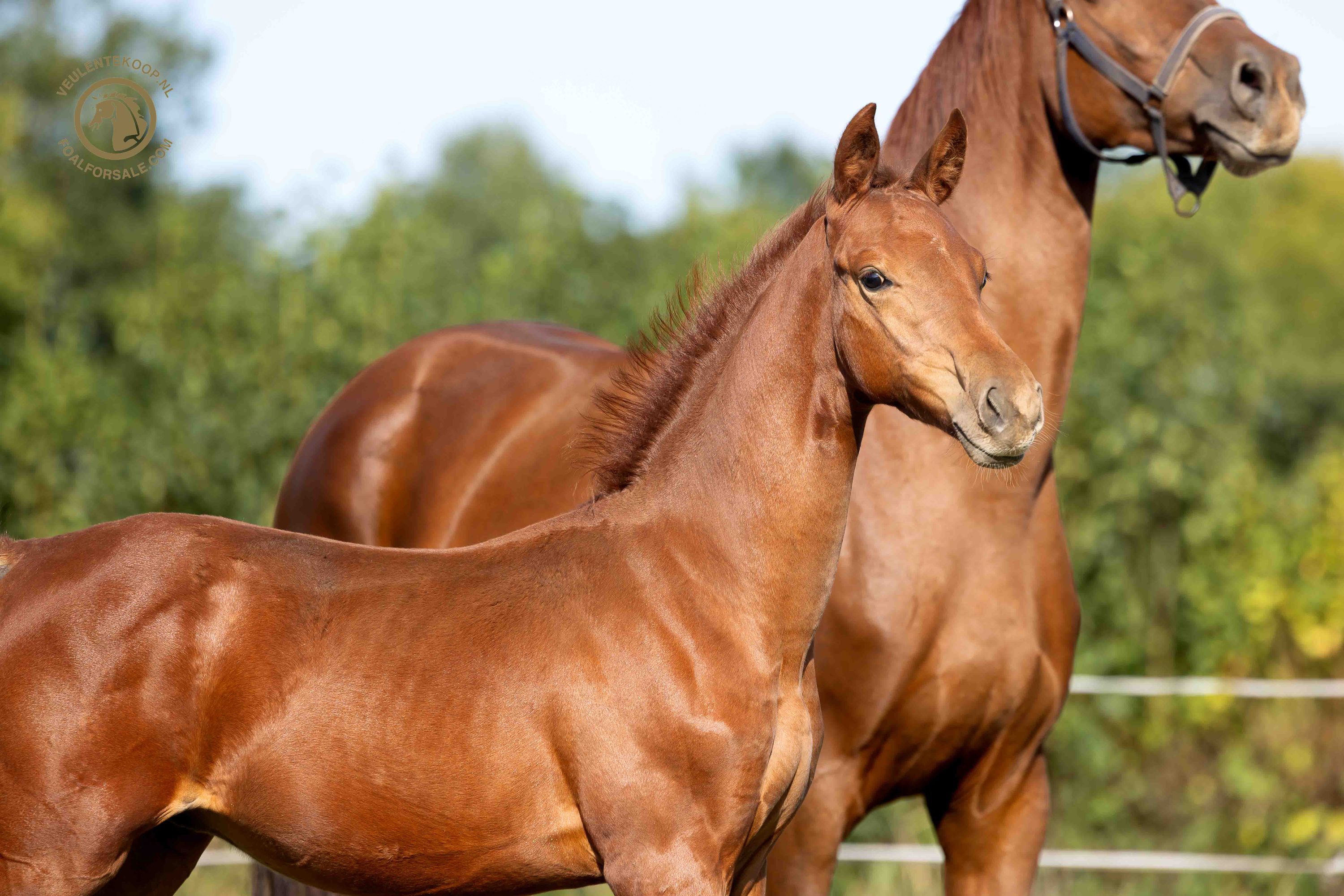 kwpn dressuurpaard hengst 0 jaar vos te koop - Foto 2