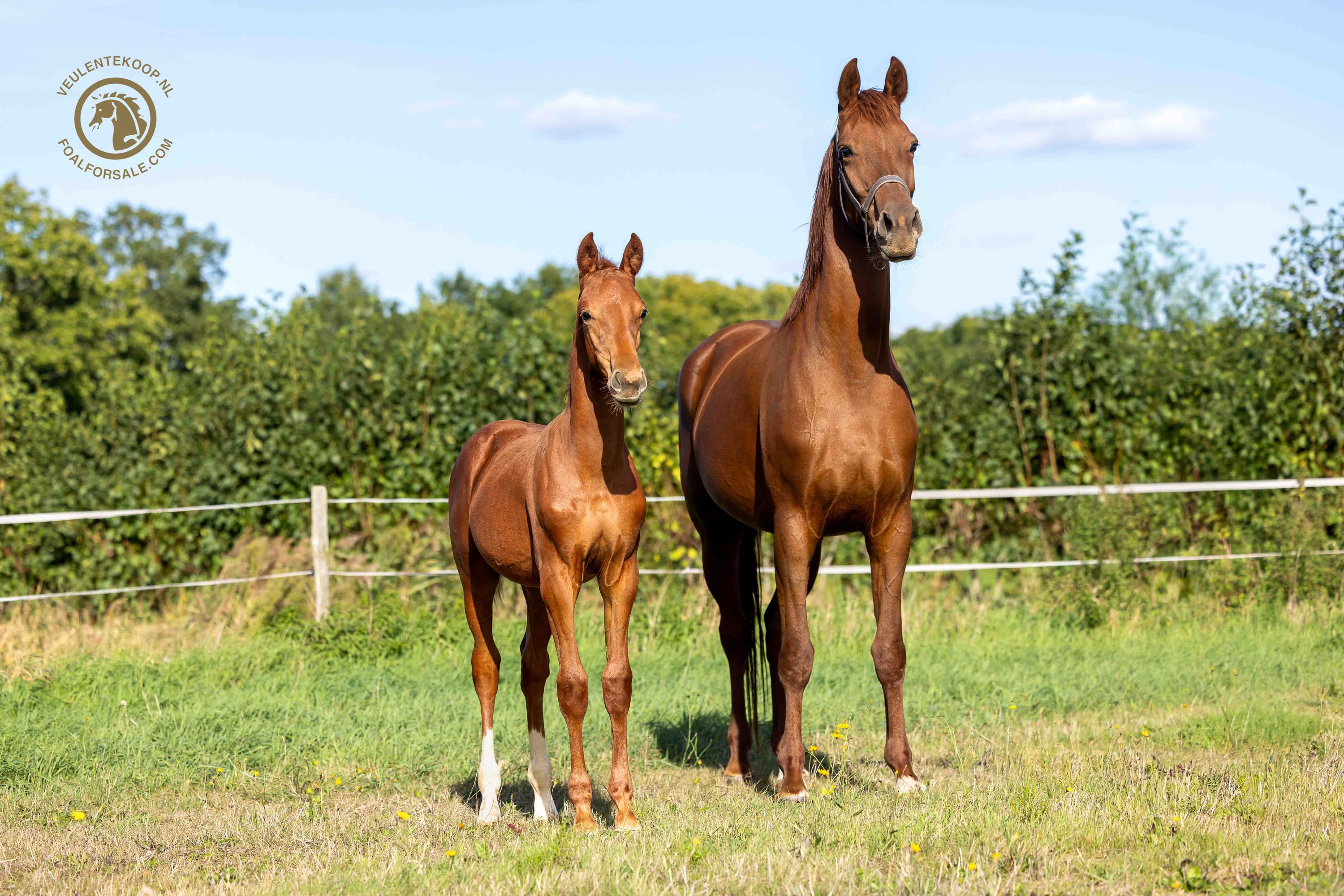kwpn dressuurpaard hengst 0 jaar vos te koop - Foto 3