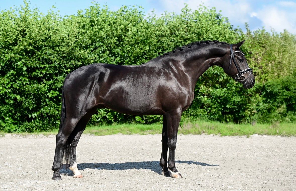 KWPN dressuurpaard ruin 5 ani zwart de vânzare - Foto 2