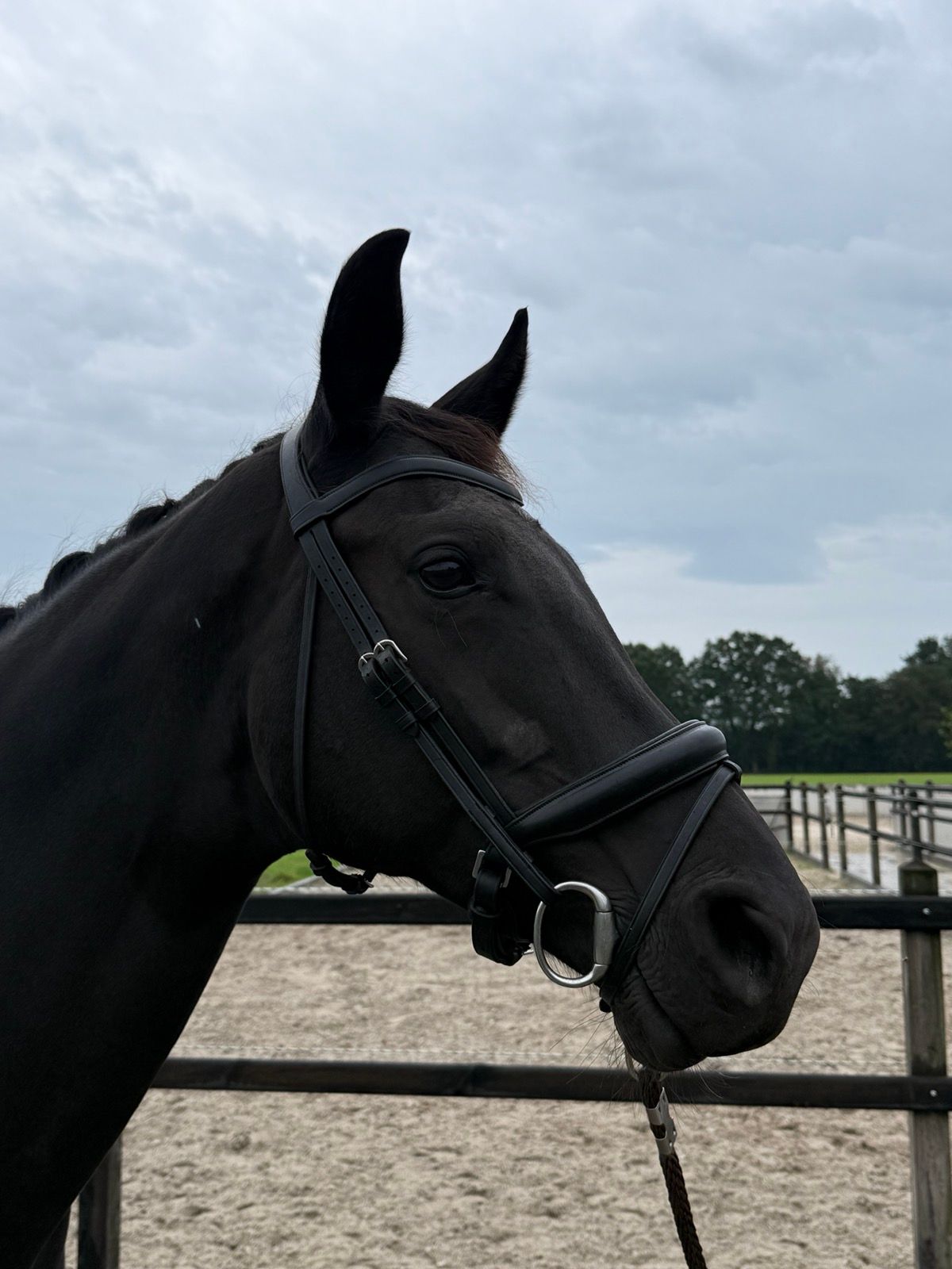 Mooie merrie (Fürst Jazz x Gribaldi)