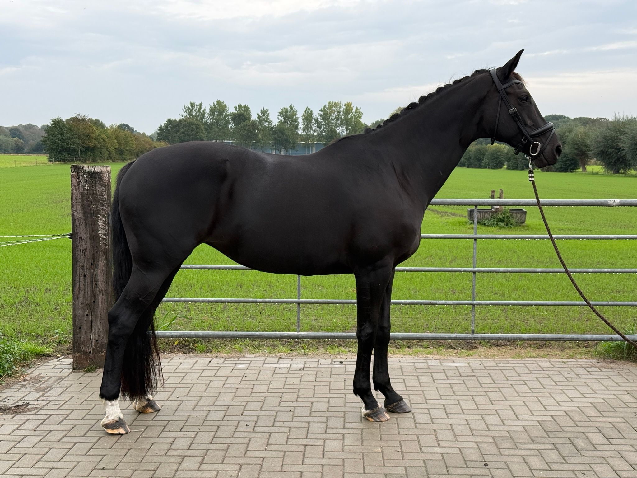 oldenburg dressuurpaard merrie 9 jaar zwart te koop - Foto 3