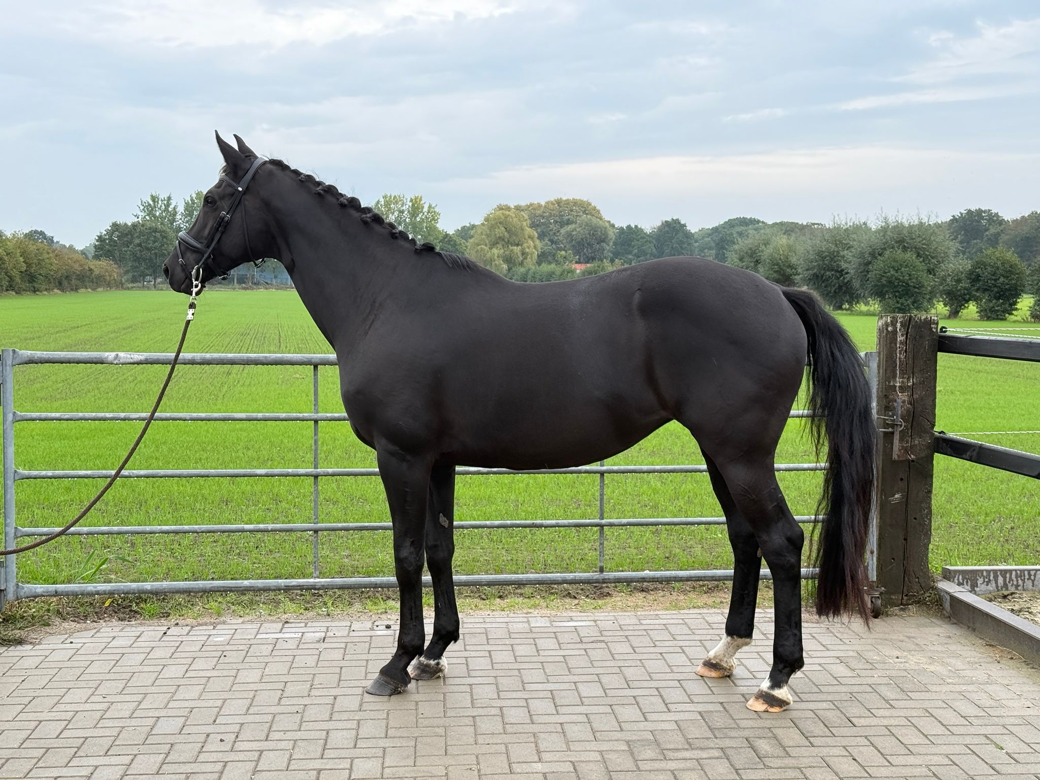 oldenburg dressuurpaard merrie 9 jaar zwart te koop - Foto 2
