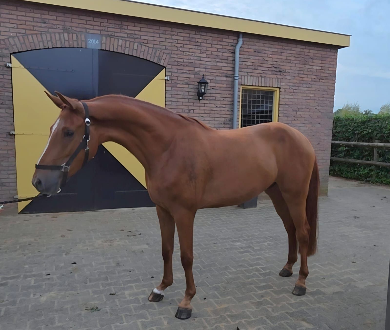 Bellissimo cavallo da salto di 3 anni