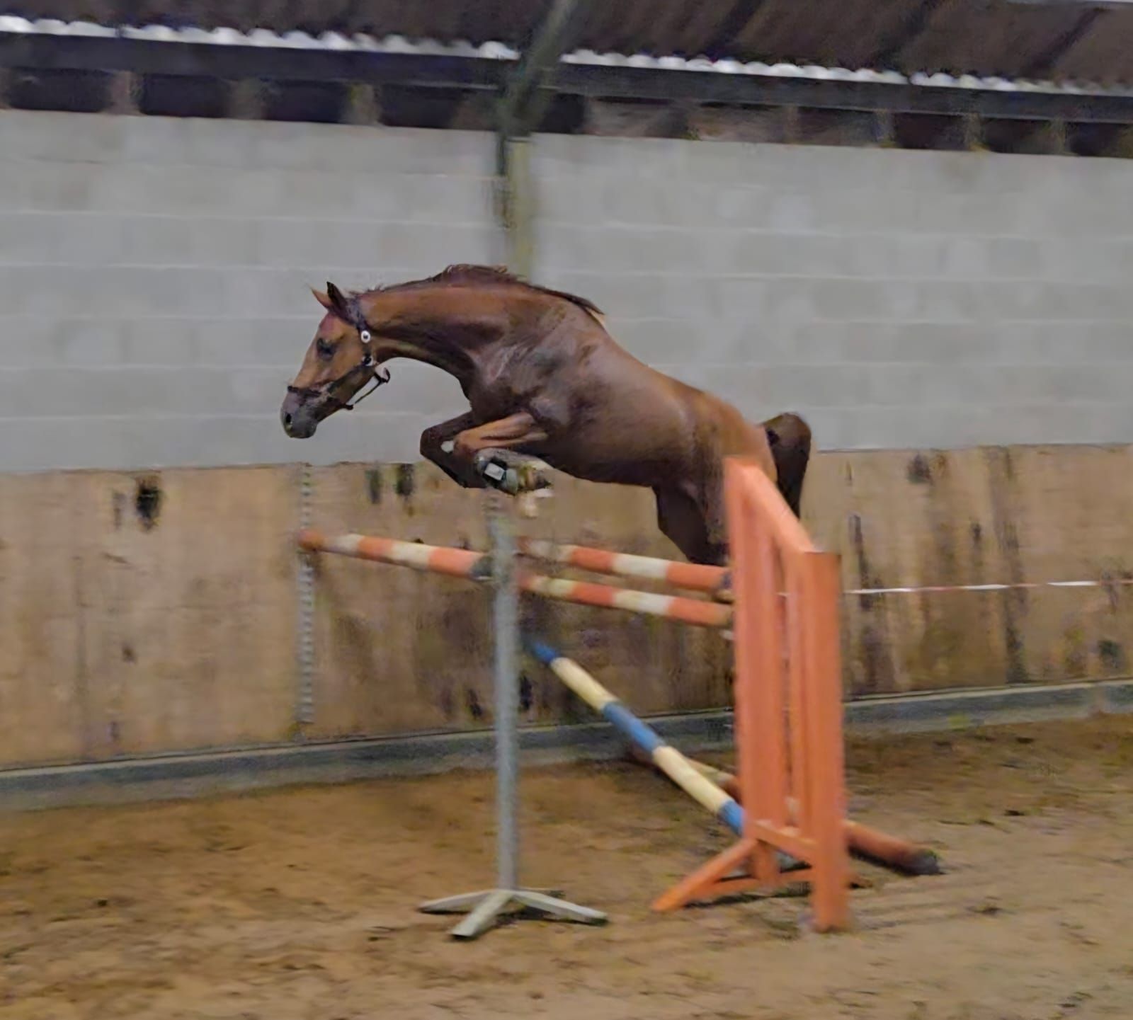 zangersheide springpaard ruin 3 år vos till salu - Foto 2