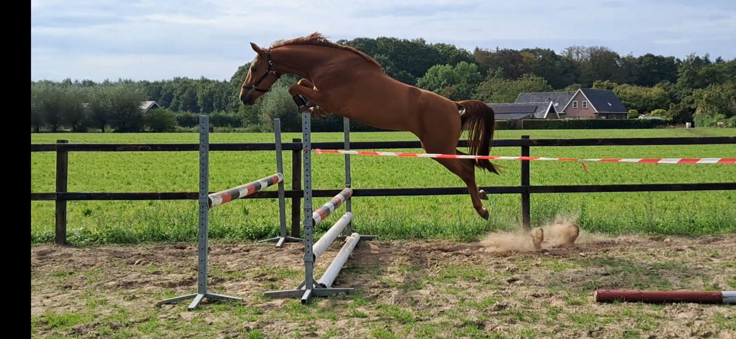zangersheide springpaard ruin 3 år vos till salu - Foto 3
