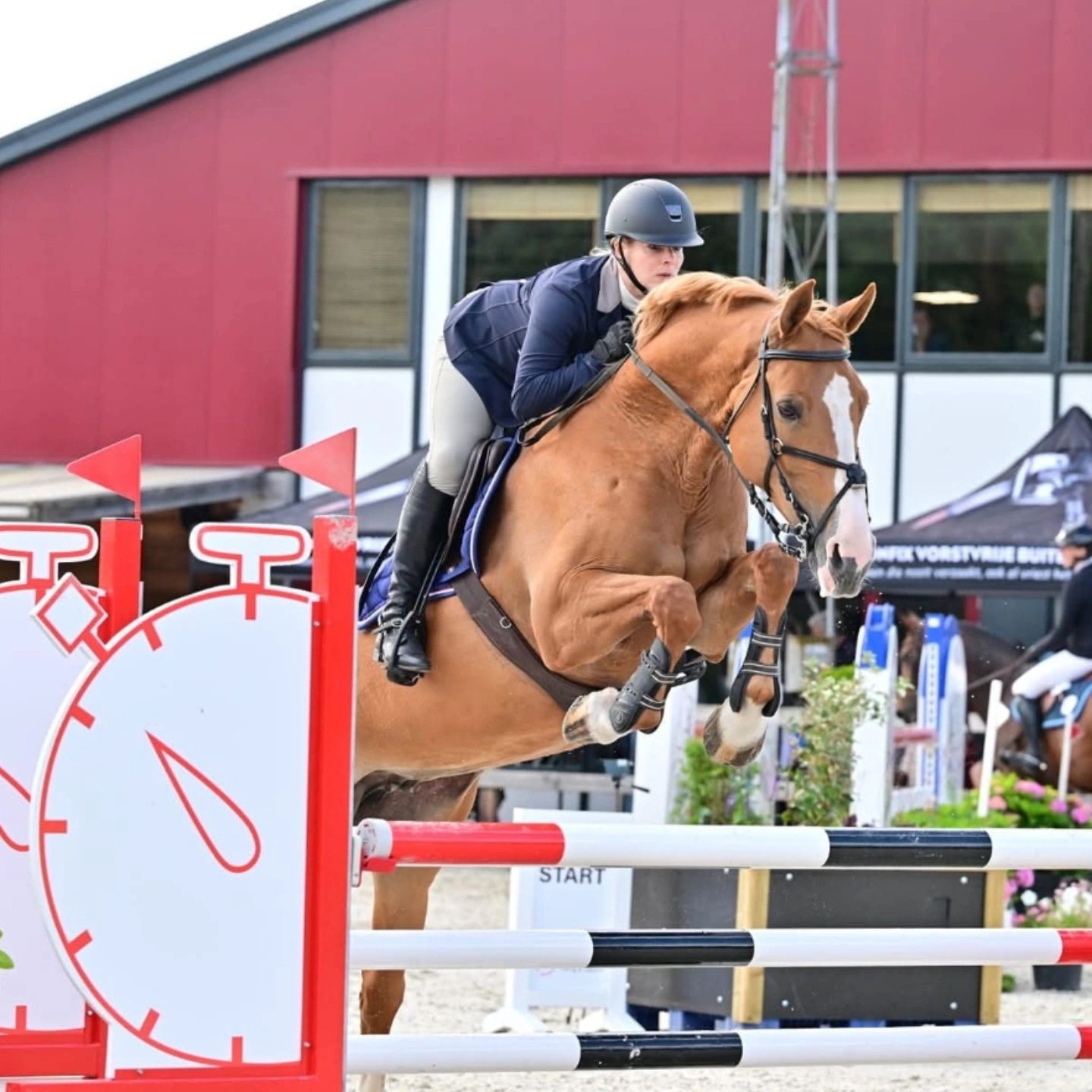 zangersheide springpaard ruin 3 år vos till salu - Foto 5