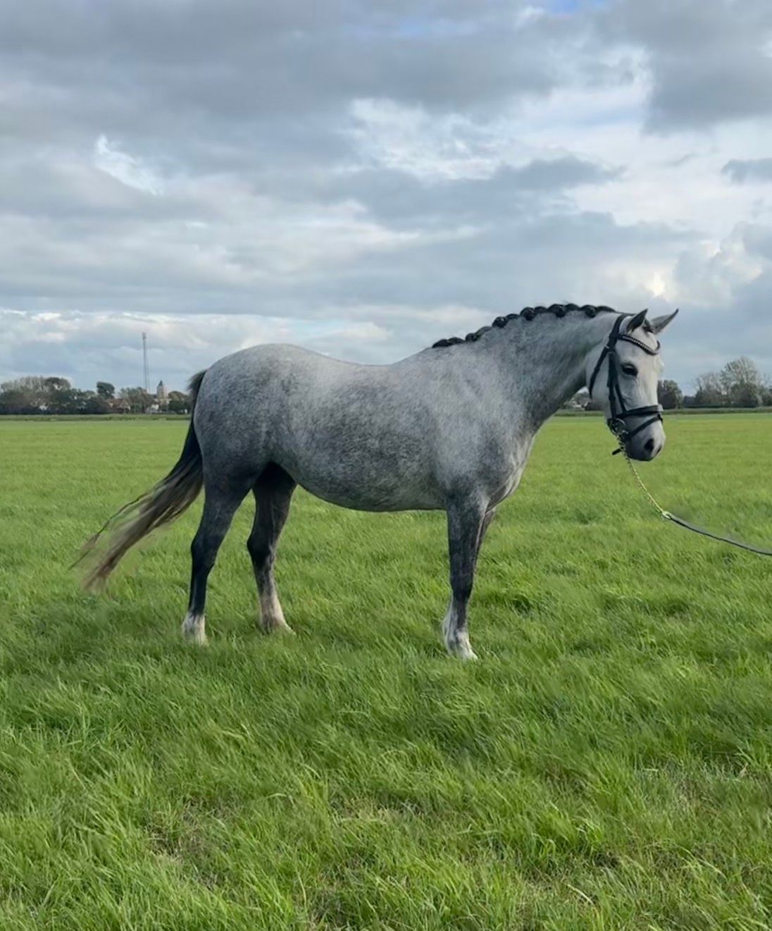 6 jarige B pony met uitzonderlijk springvermogen!