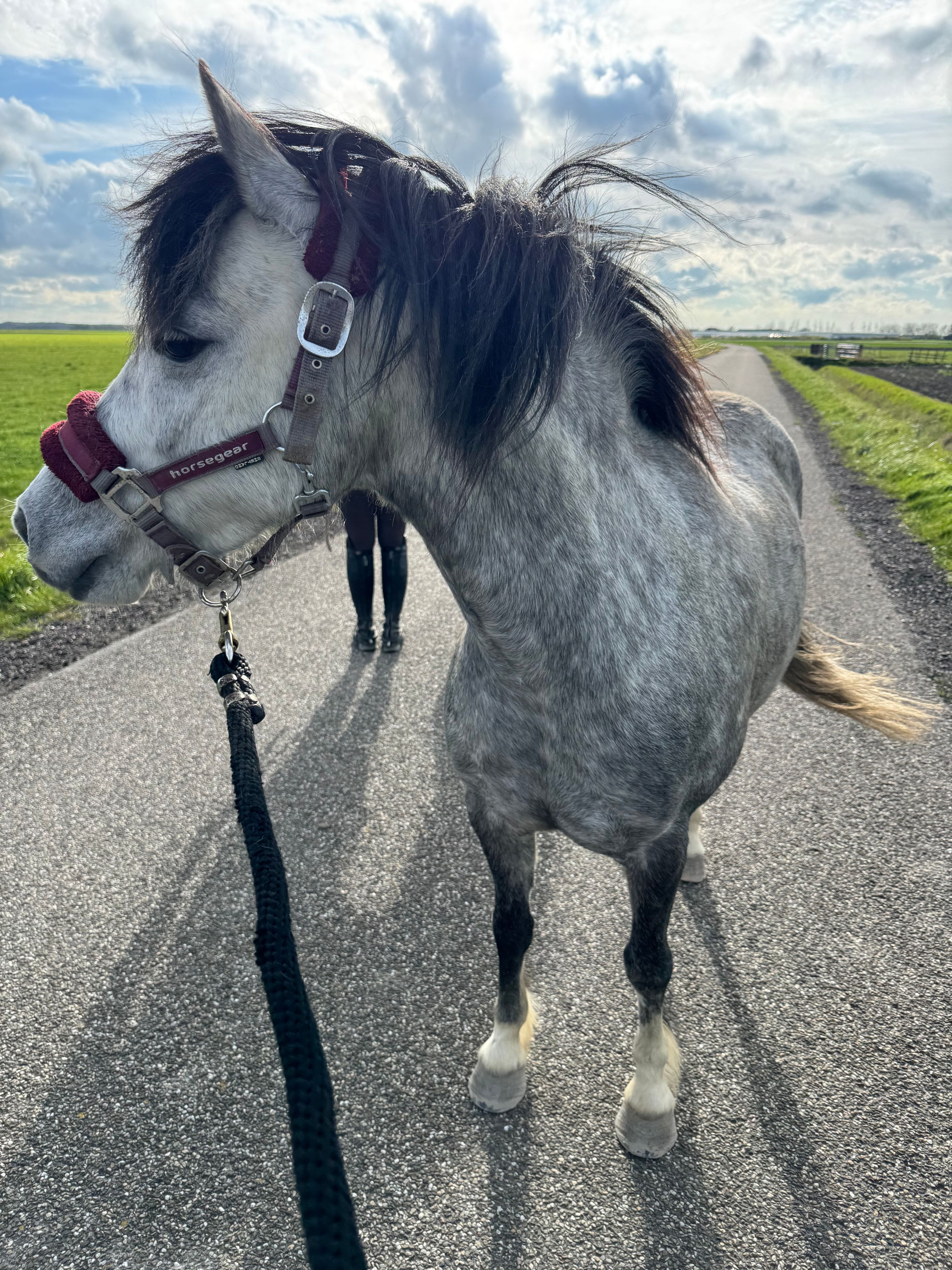 welsh allround-pony merrie 6 jaar schimmel te koop - Foto 6