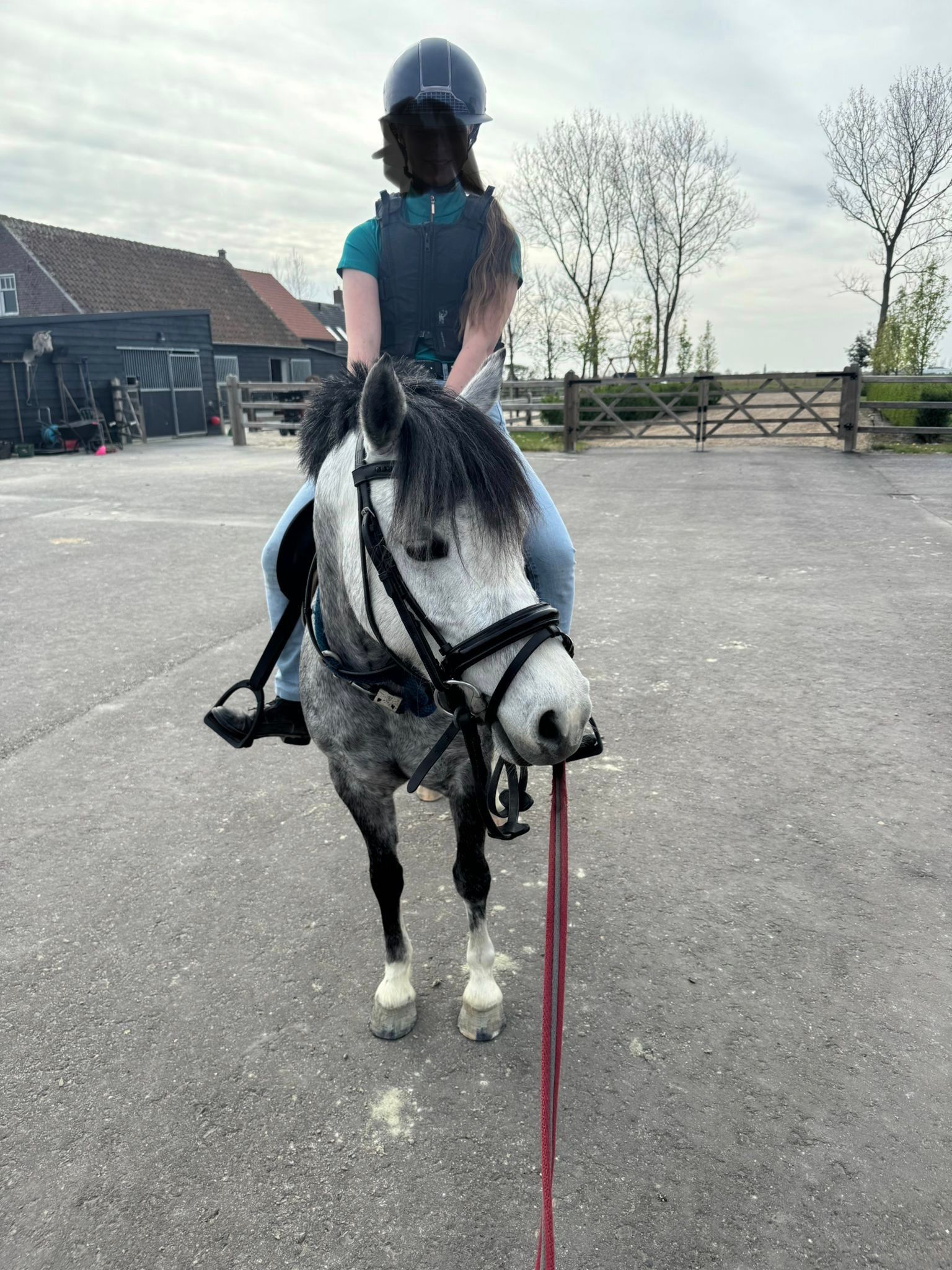 welsh allround-pony merrie 6 jaar schimmel te koop - Foto 3