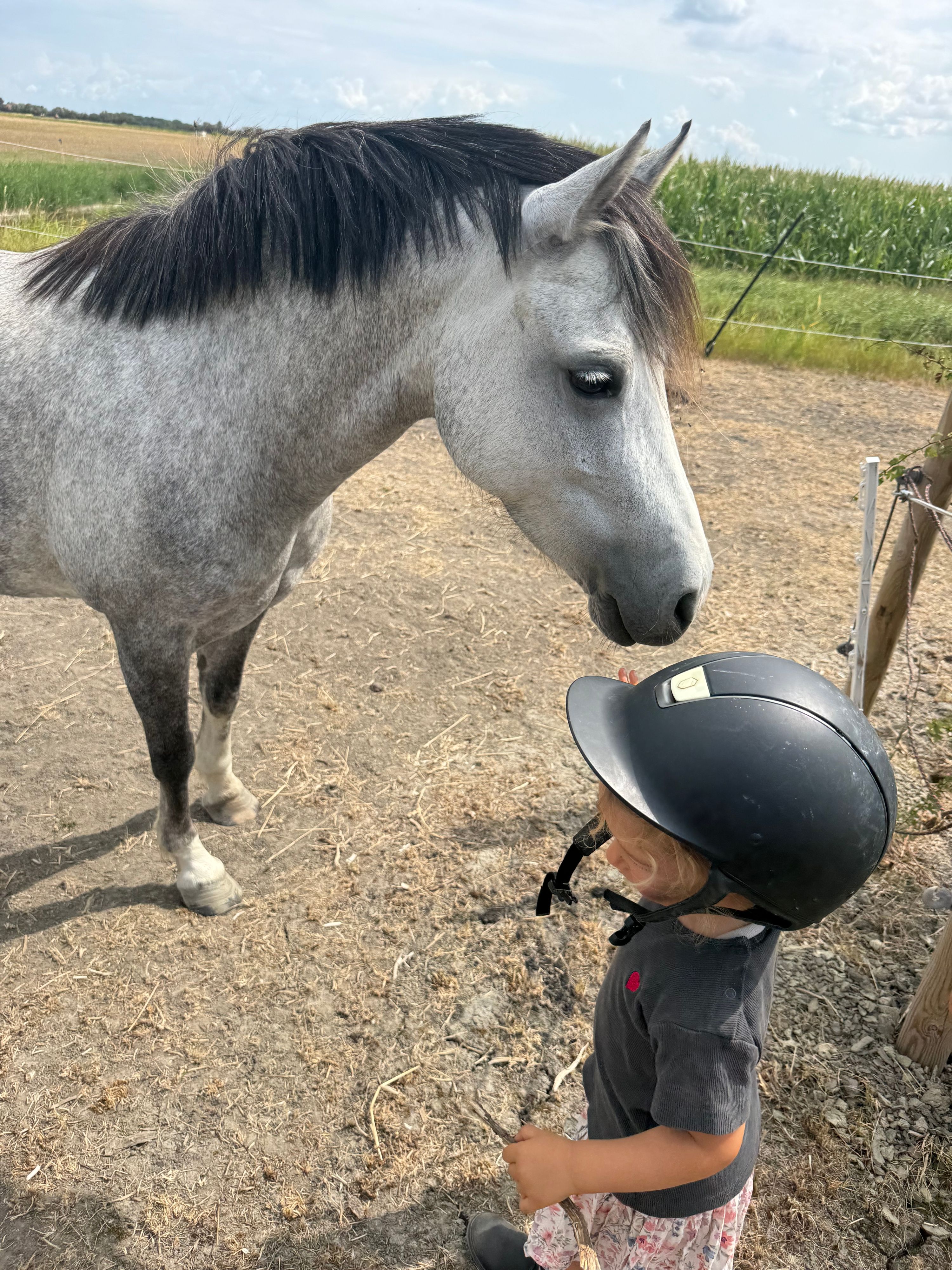 welsh allround-pony merrie 6 jaar schimmel te koop - Foto 4