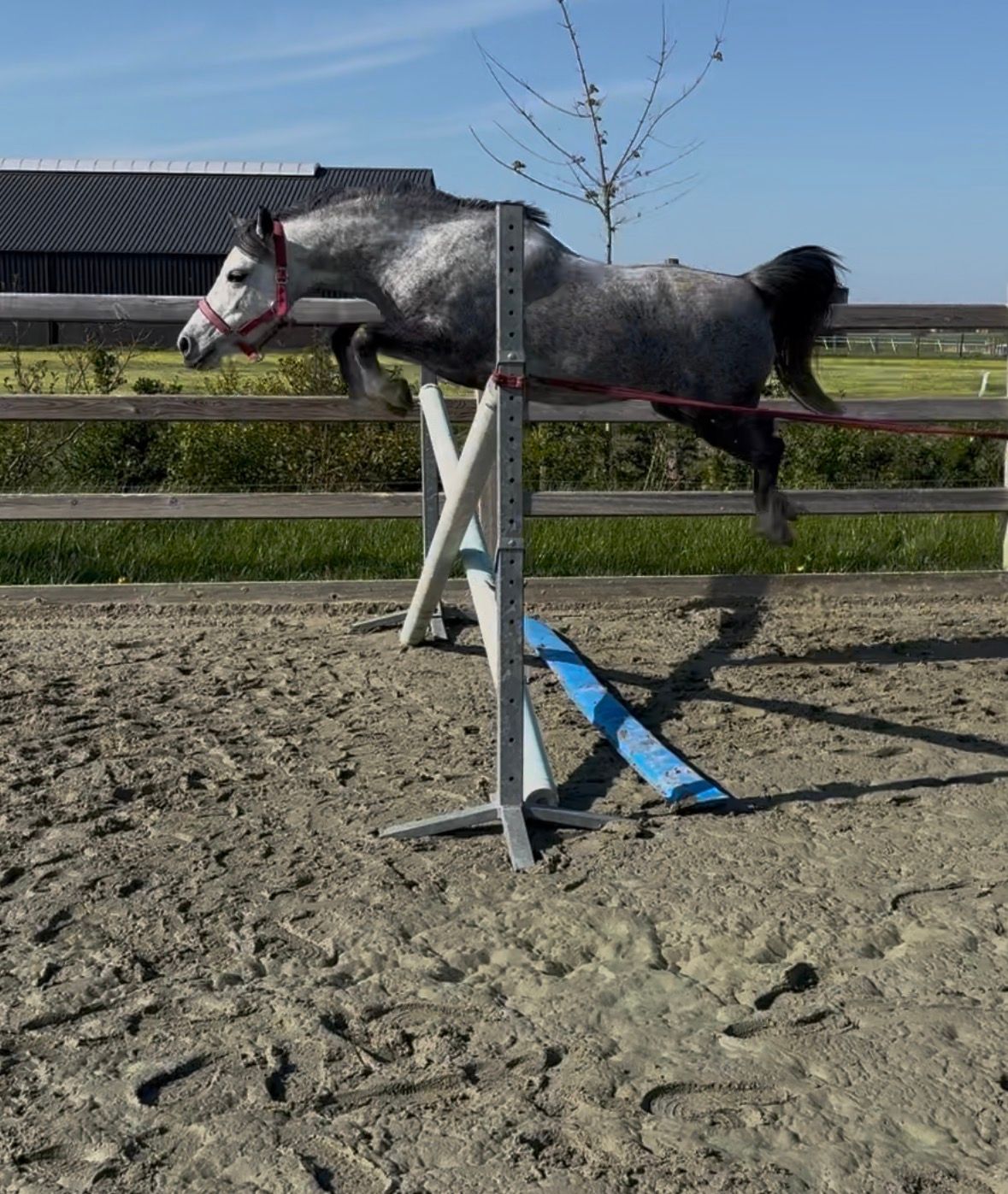 welsh allround-pony merrie 6 jaar schimmel te koop - Foto 5