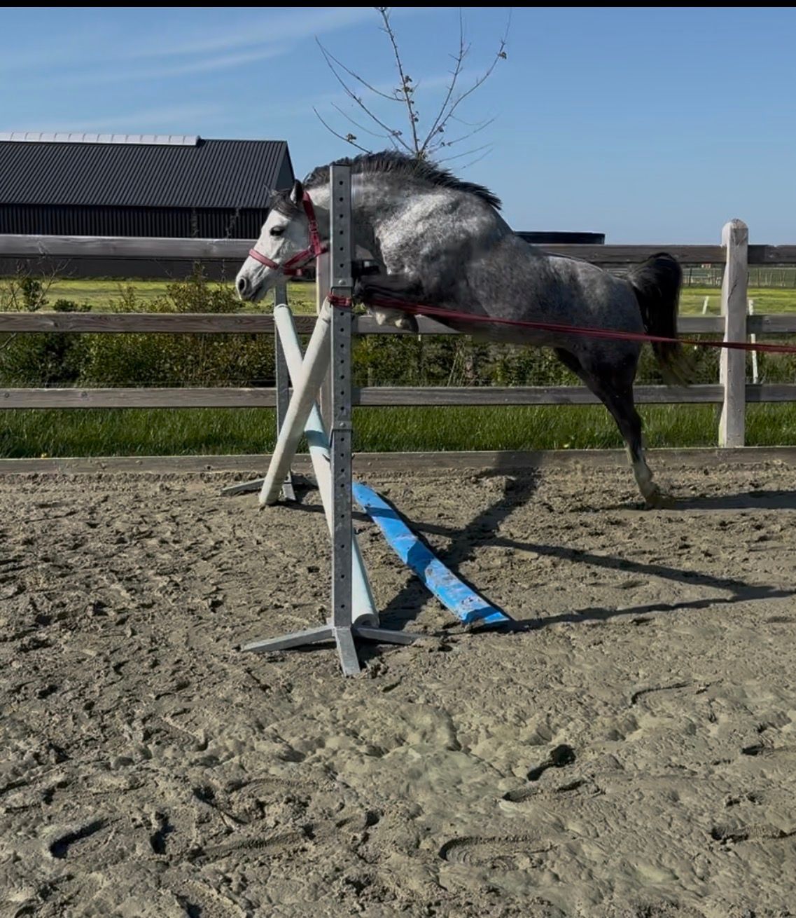 welsh allround-pony merrie 6 jaar schimmel te koop - Foto 2