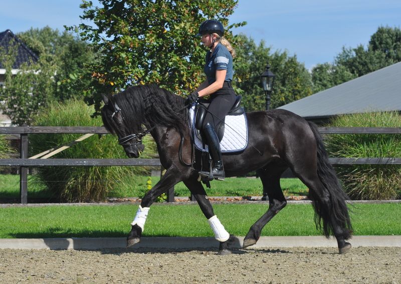 super lieve en knappe friese merrie v.Auwert (meerdere friezen)