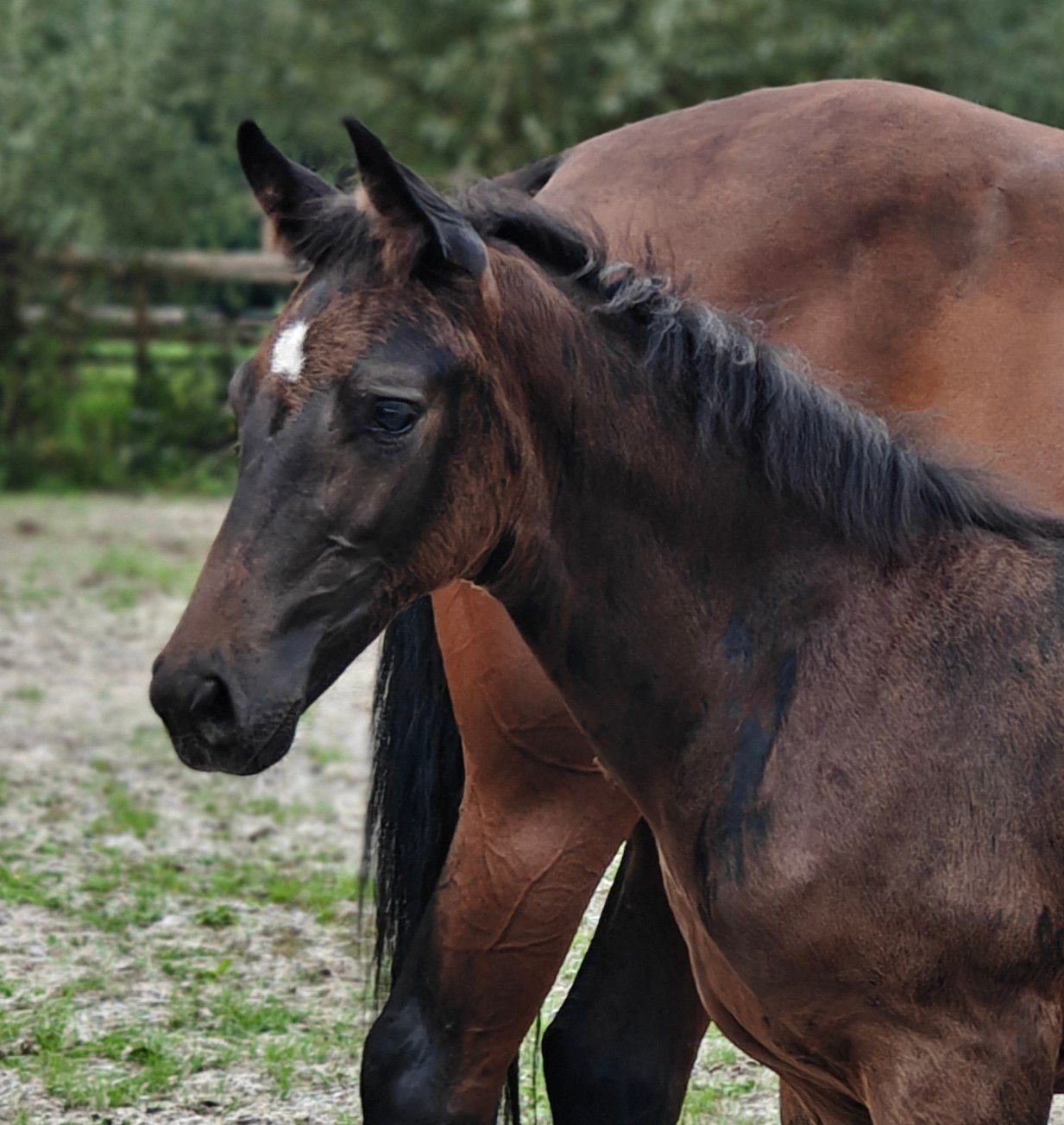 Smart Fontaine TN foal with a golden character