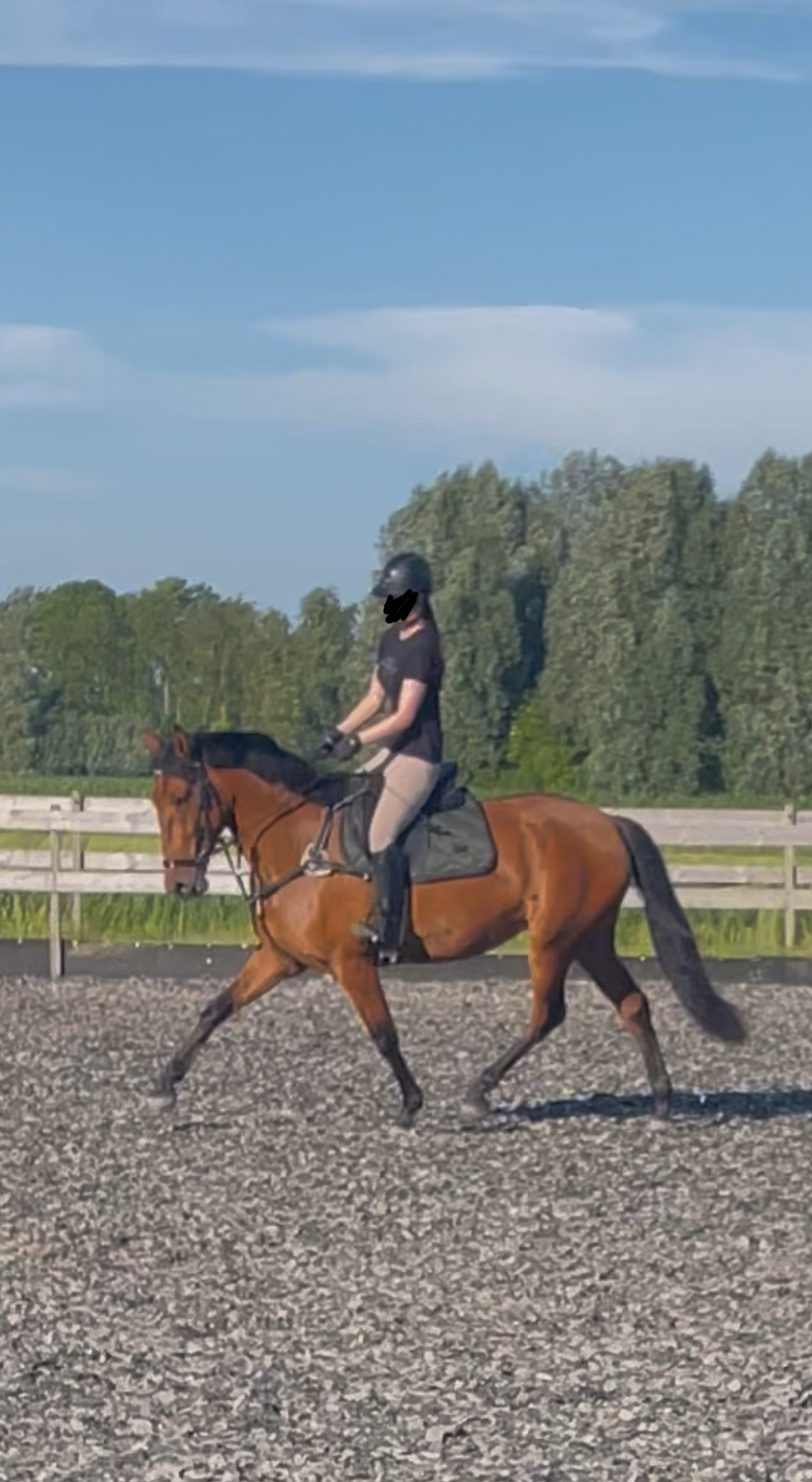 dressuurpaard merrie 4 años bruin en venta - Foto 3
