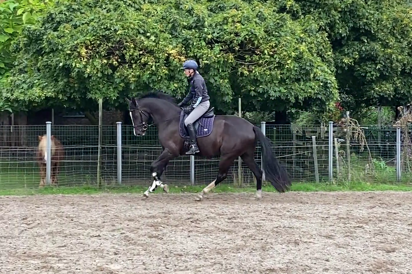 kwpn dressuurpaard ruin 3 años zwart en venta - Foto 3