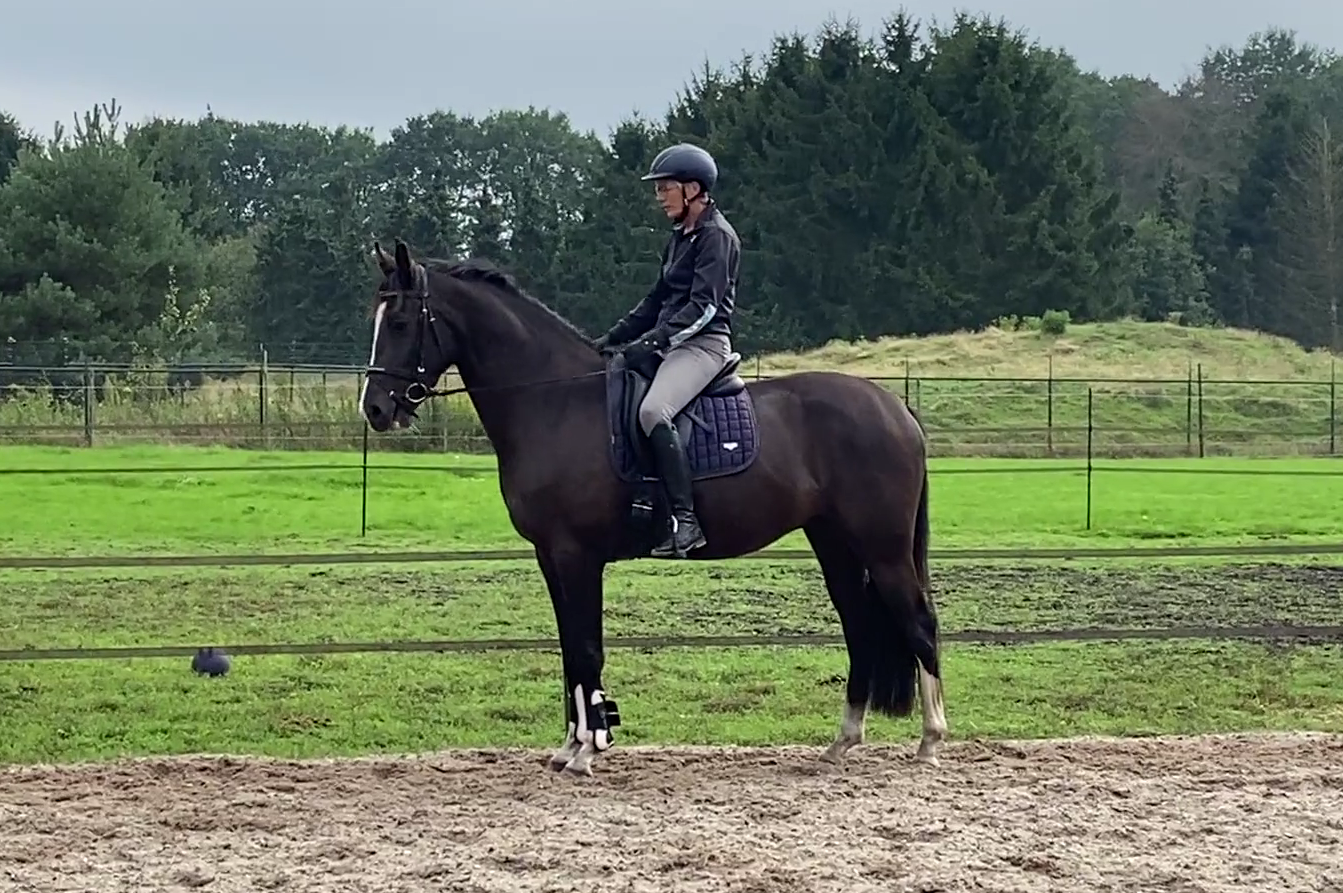kwpn dressuurpaard ruin 3 años zwart en venta - Foto 4