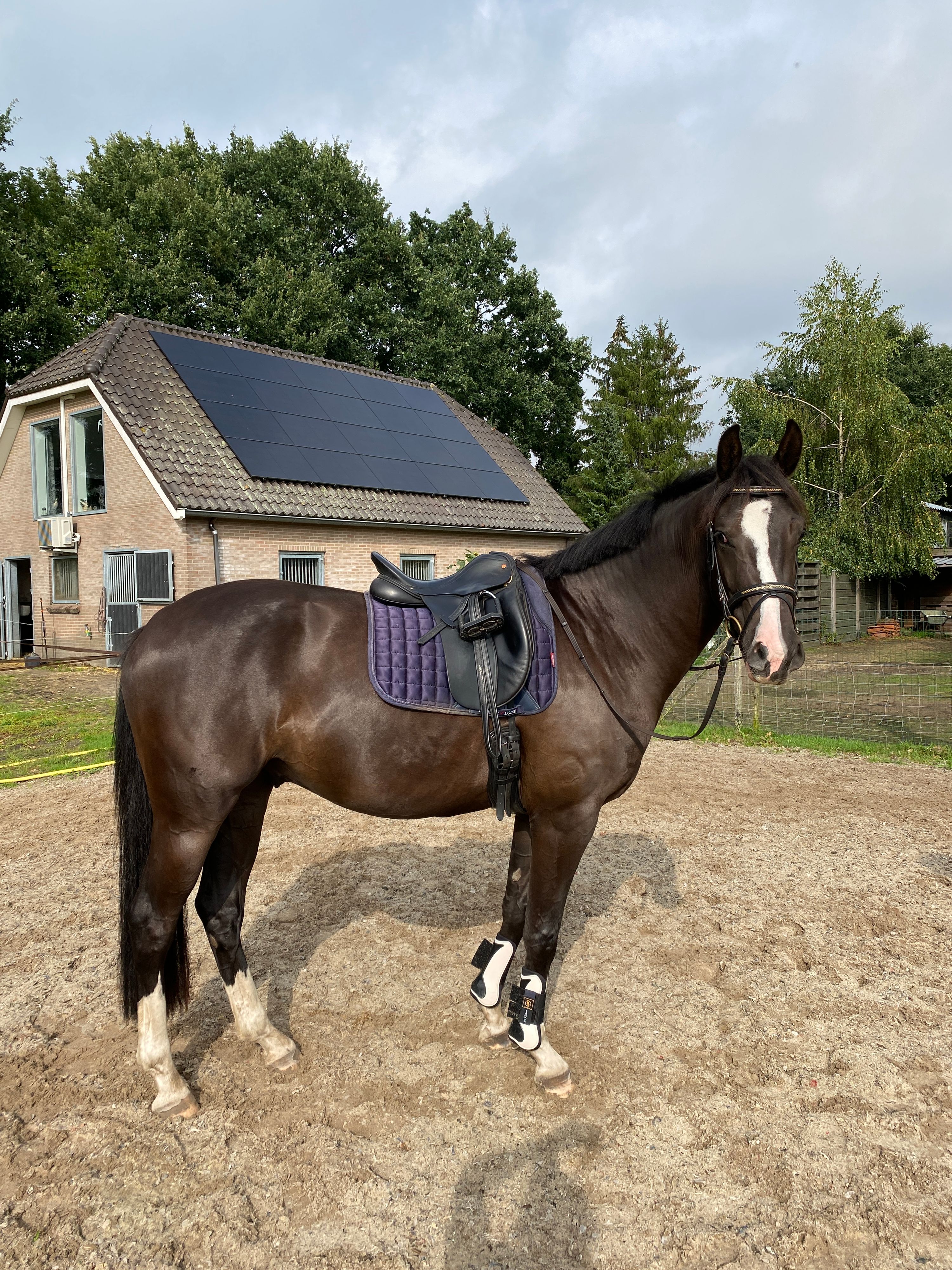 kwpn dressuurpaard ruin 3 años zwart en venta - Foto 6