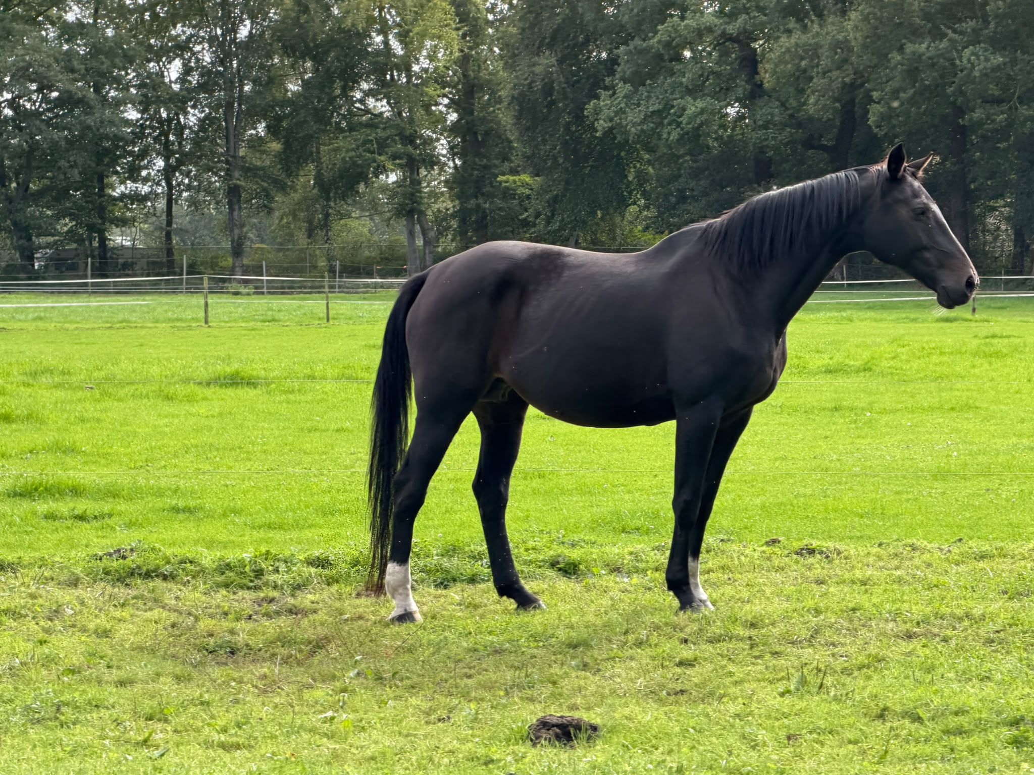 holstein fokmerrie merrie 14 år zwart till salu - Foto 2