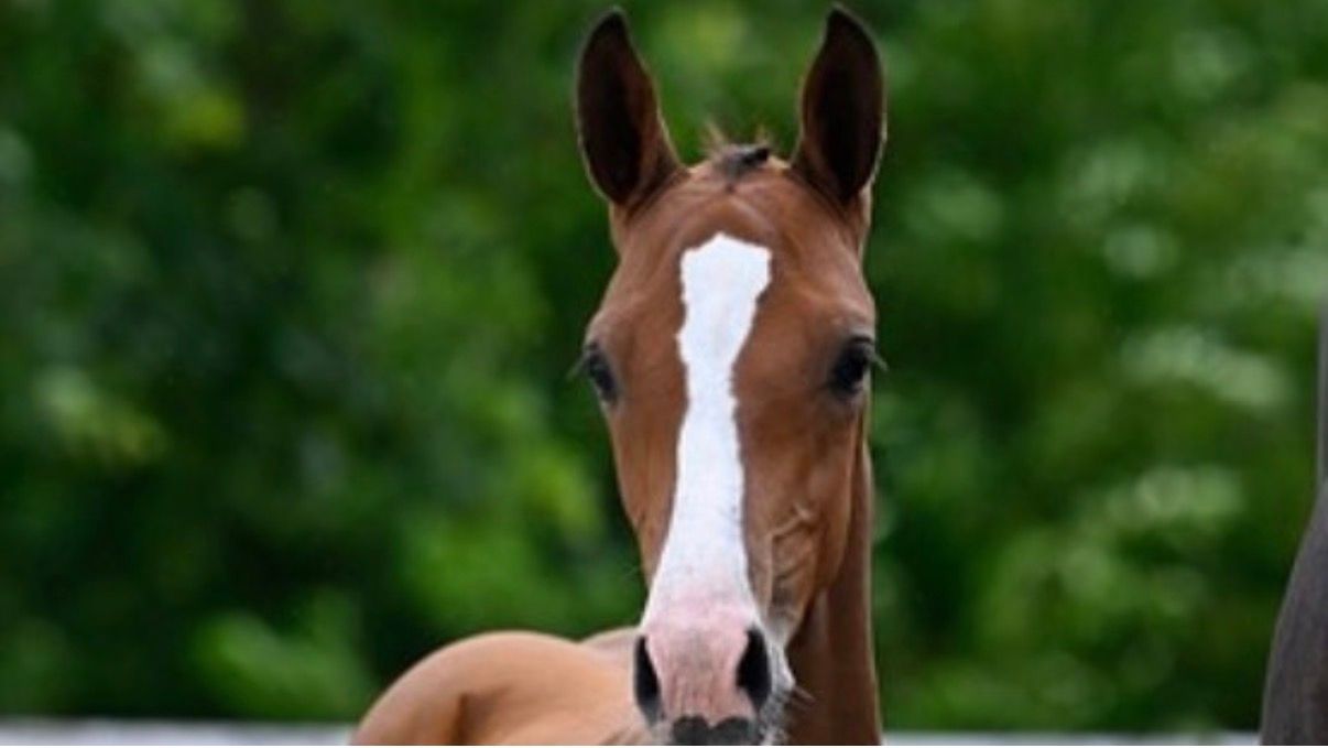 holstein fokmerrie merrie 14 år zwart till salu - Foto 5