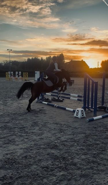 allround-pony merrie 14 år bruin till salu - Foto 2