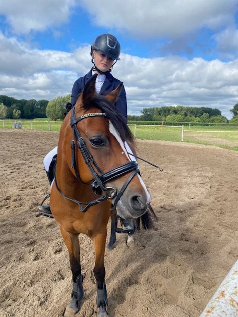 allround-pony merrie 14 år bruin till salu - Foto 3