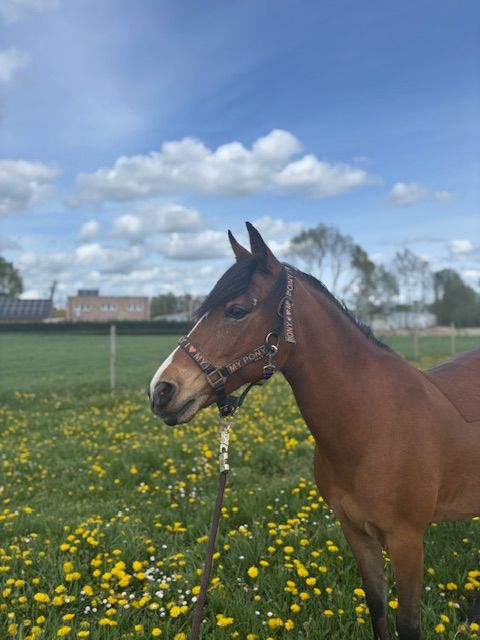 allround-pony merrie 14 år bruin till salu - Foto 5