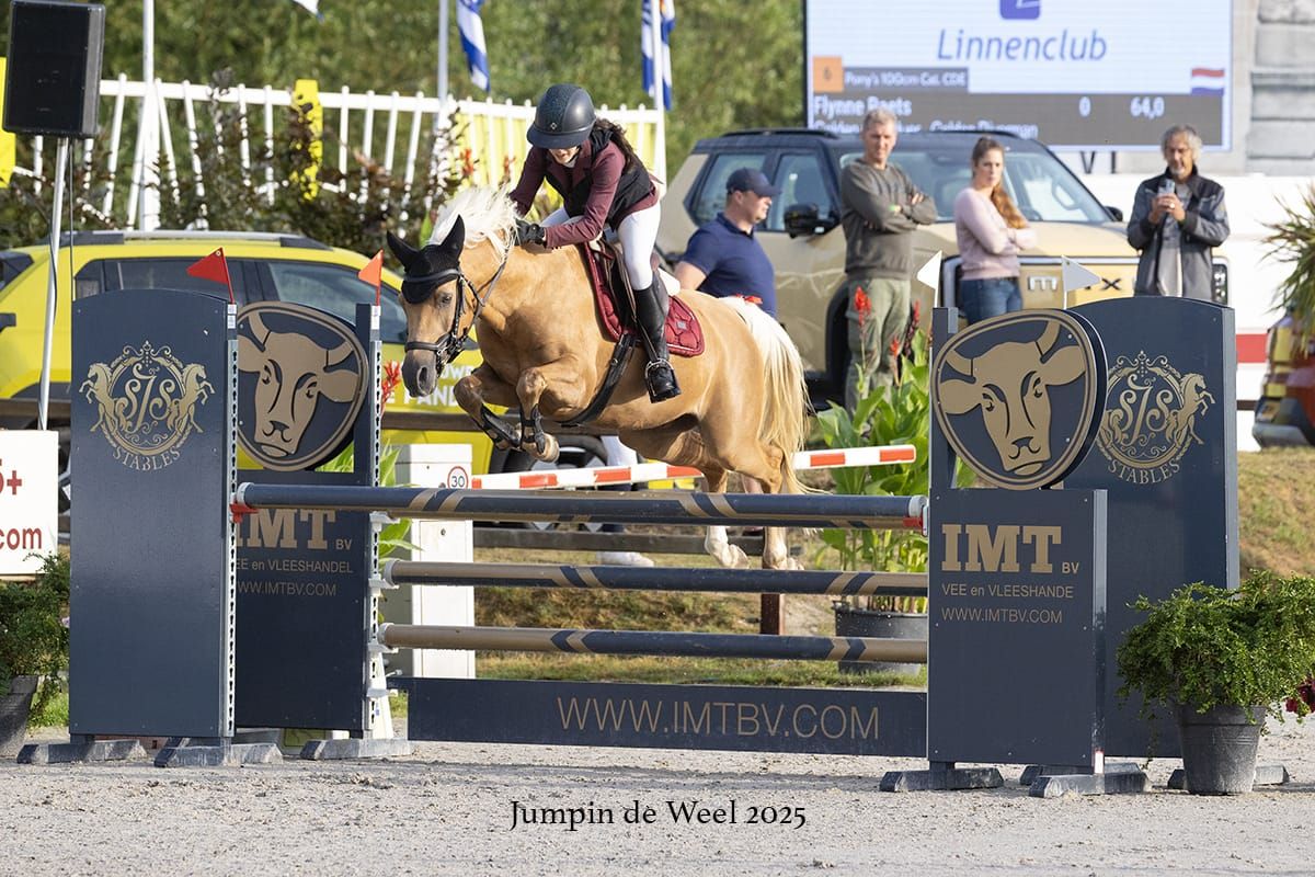welsh springpony ruin 10 år palomino till salu - Foto 3