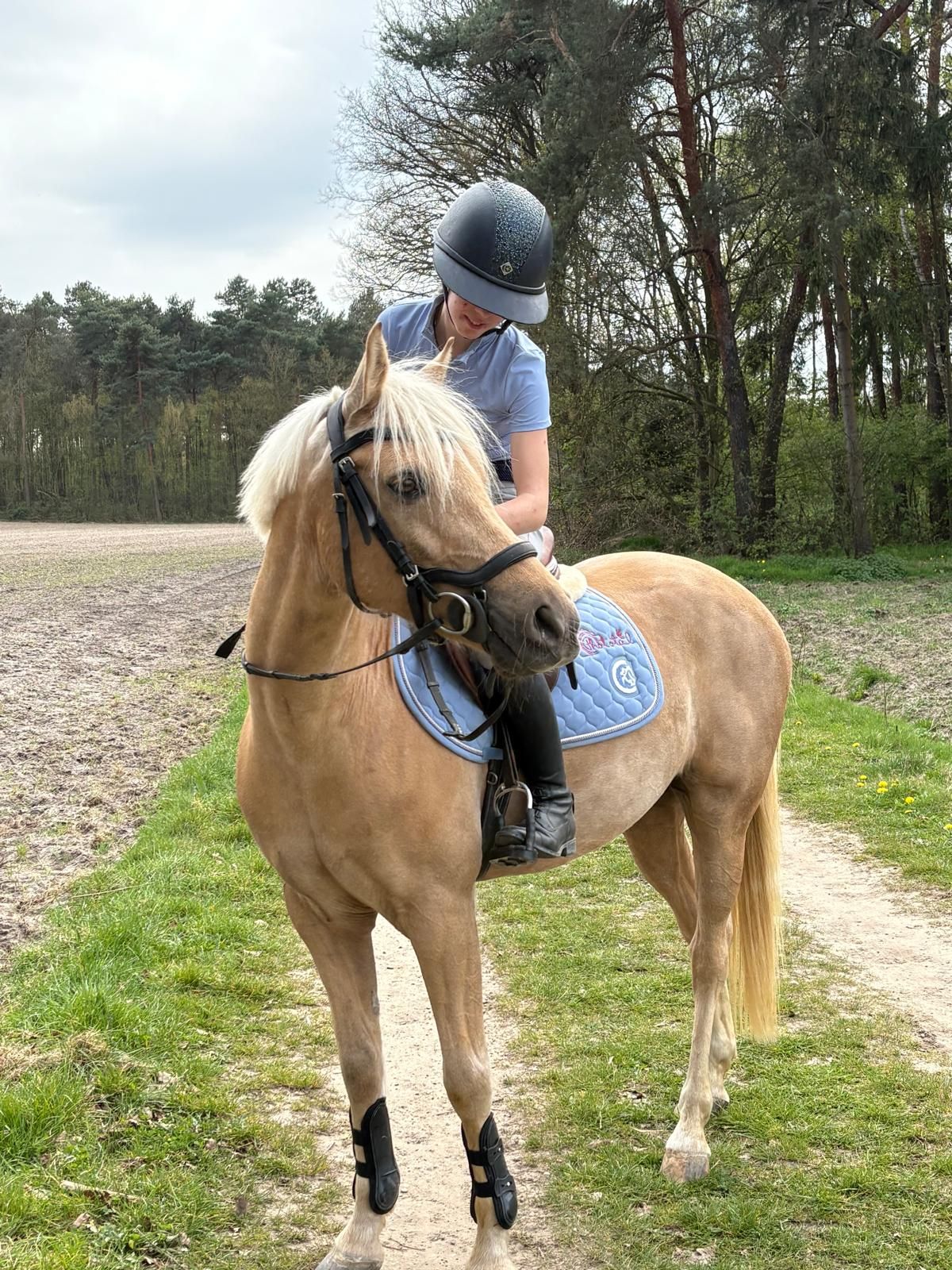 welsh springpony ruin 10 år palomino till salu - Foto 6
