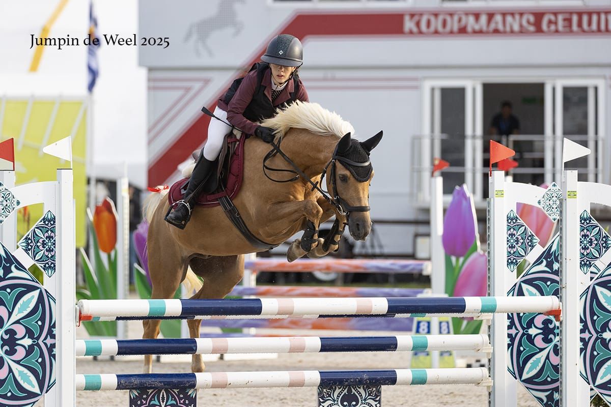 welsh springpony ruin 10 år palomino till salu - Foto 5