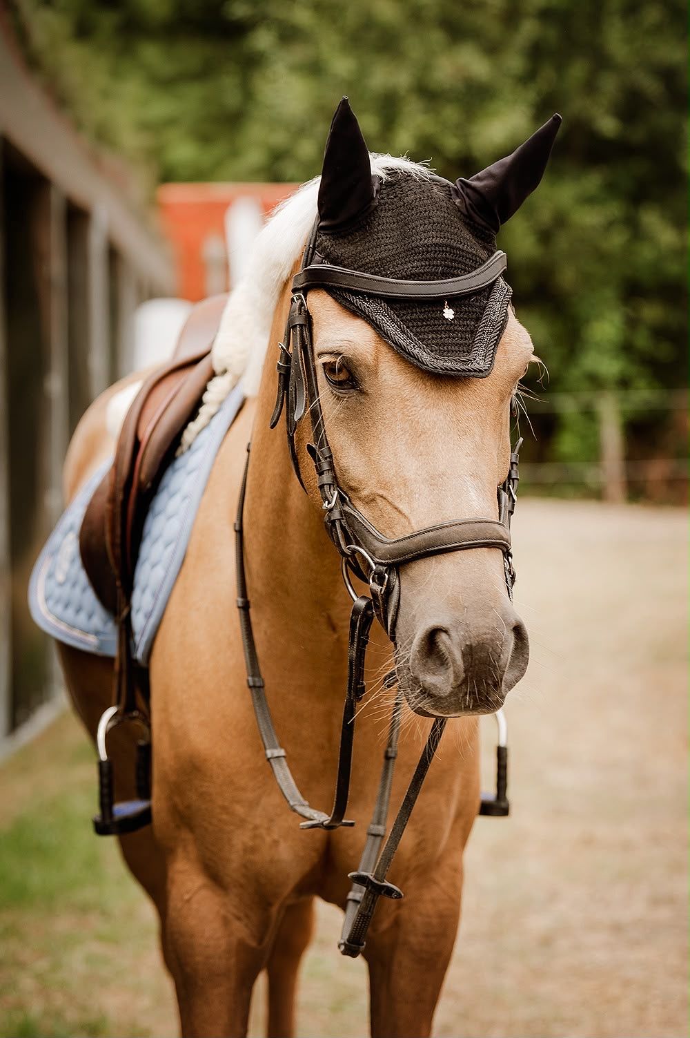 welsh springpony ruin 10 år palomino till salu - Foto 4
