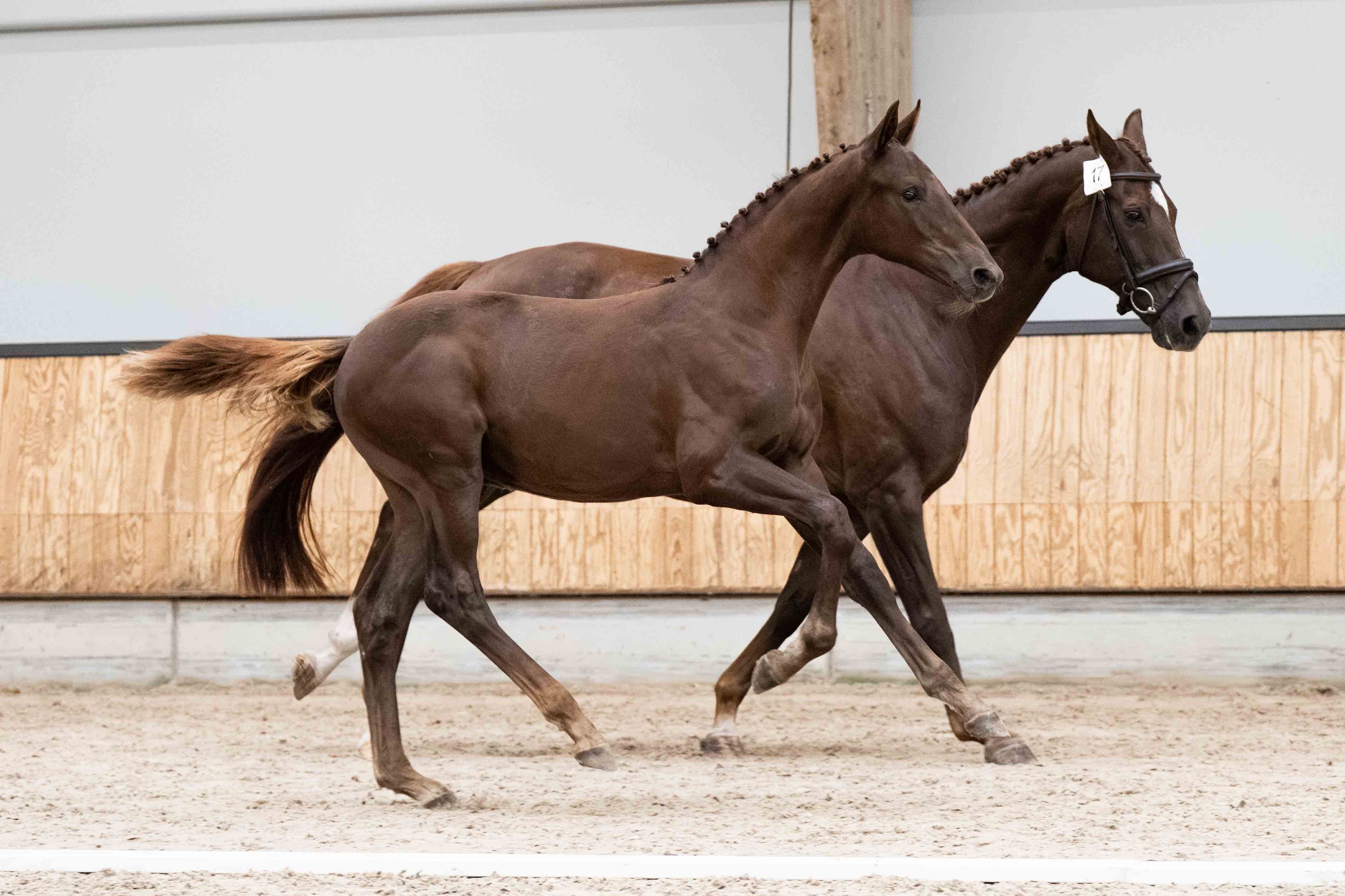 kwpn dressuurpaard hengst 0 år vos till salu - Foto 4