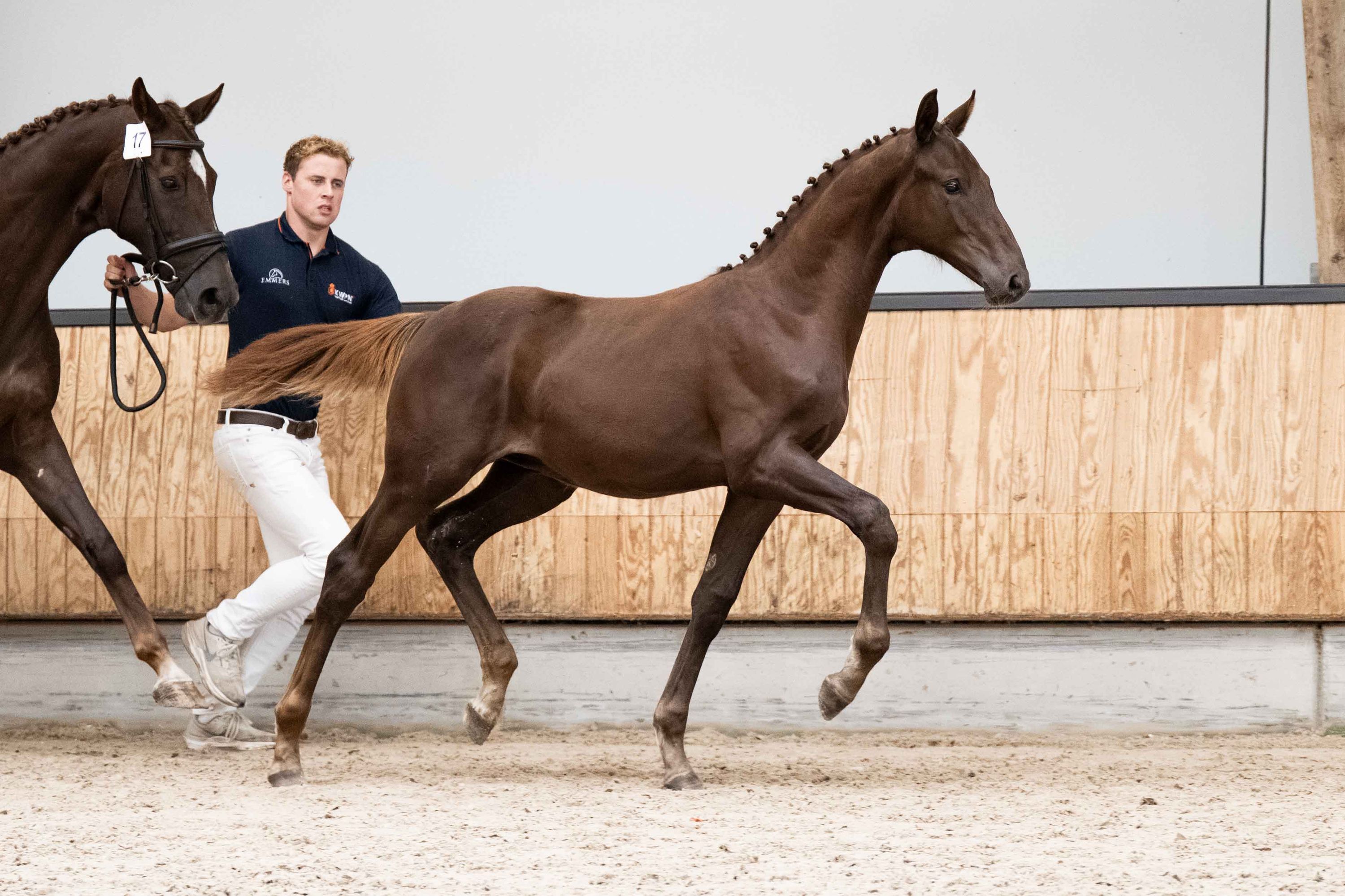 kwpn dressuurpaard hengst 0 år vos till salu - Foto 2