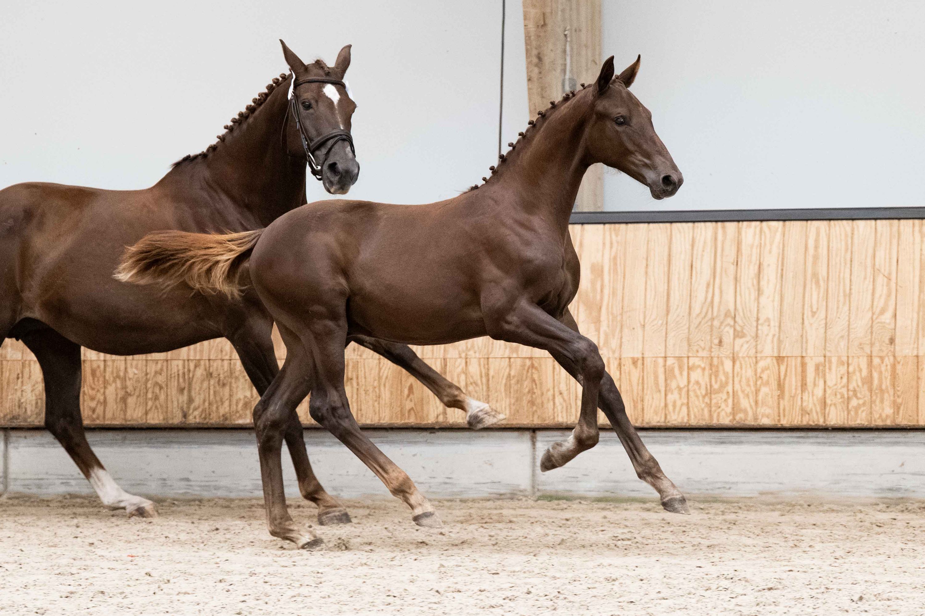 kwpn dressuurpaard hengst 0 år vos till salu - Foto 3