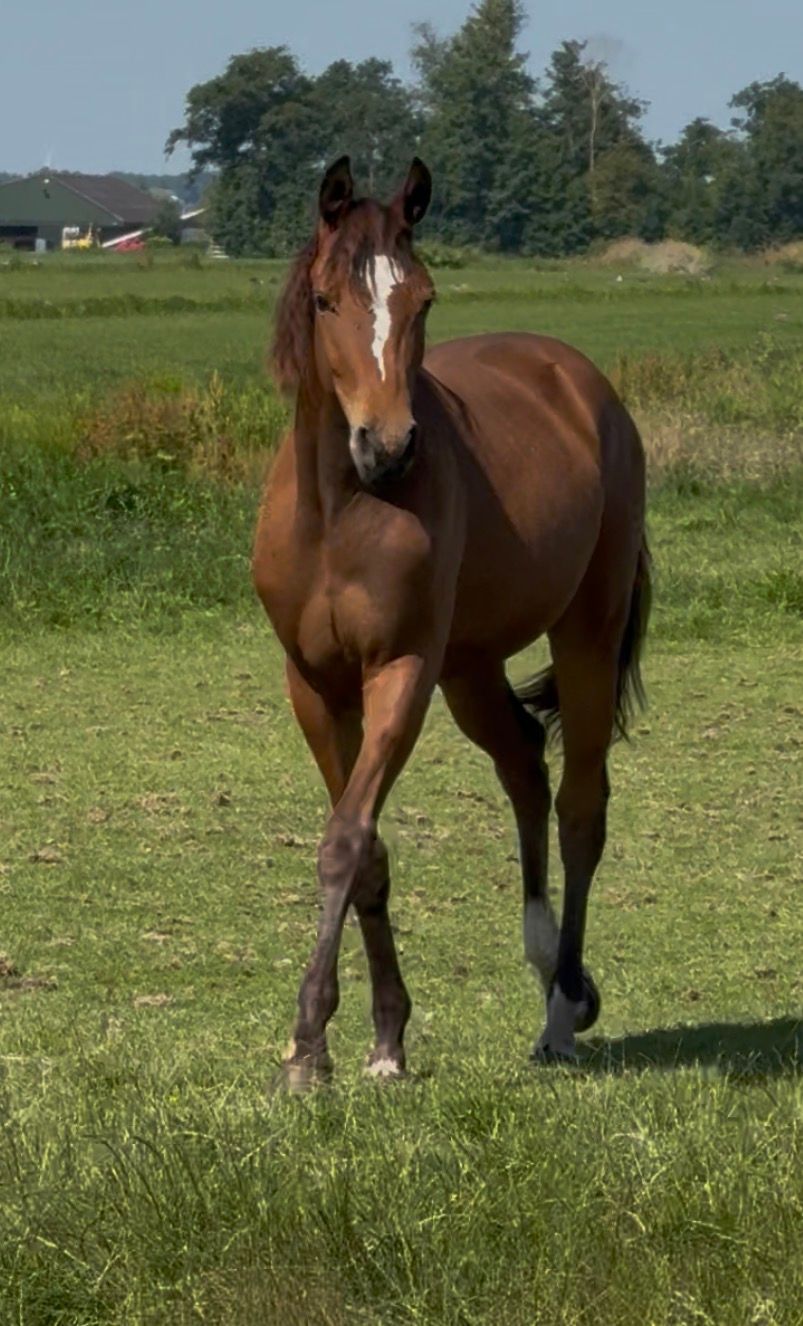 Chic and promising yearling mare (2025)