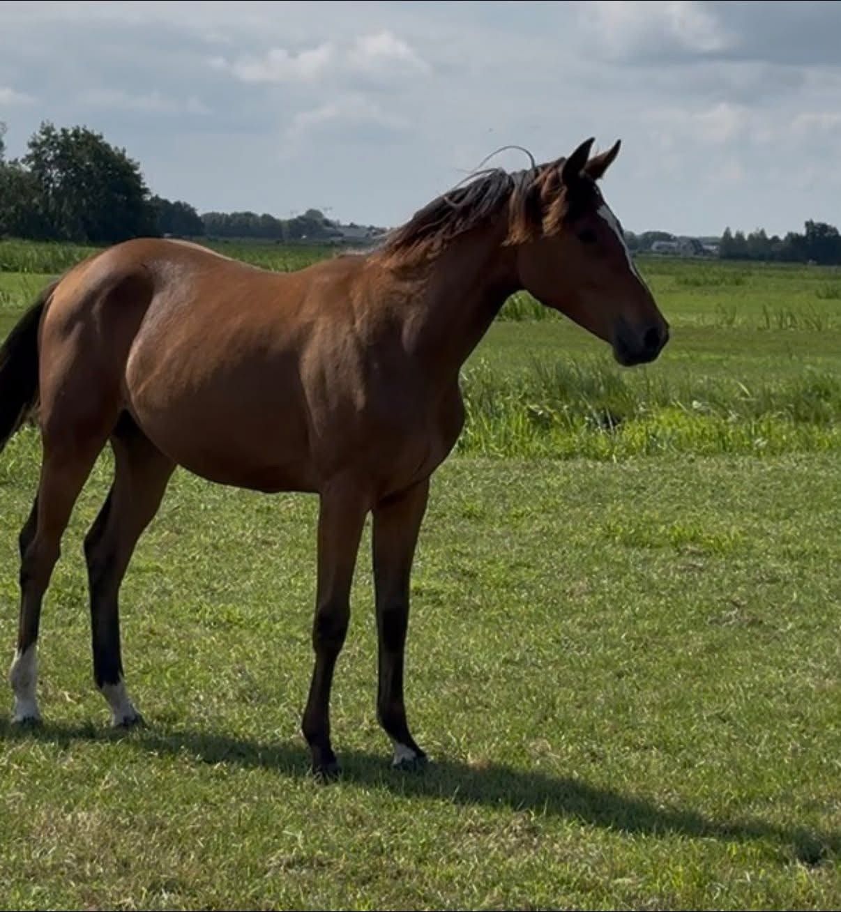 kwpn allrounder merrie 1 år donkerbruin till salu - Foto 5