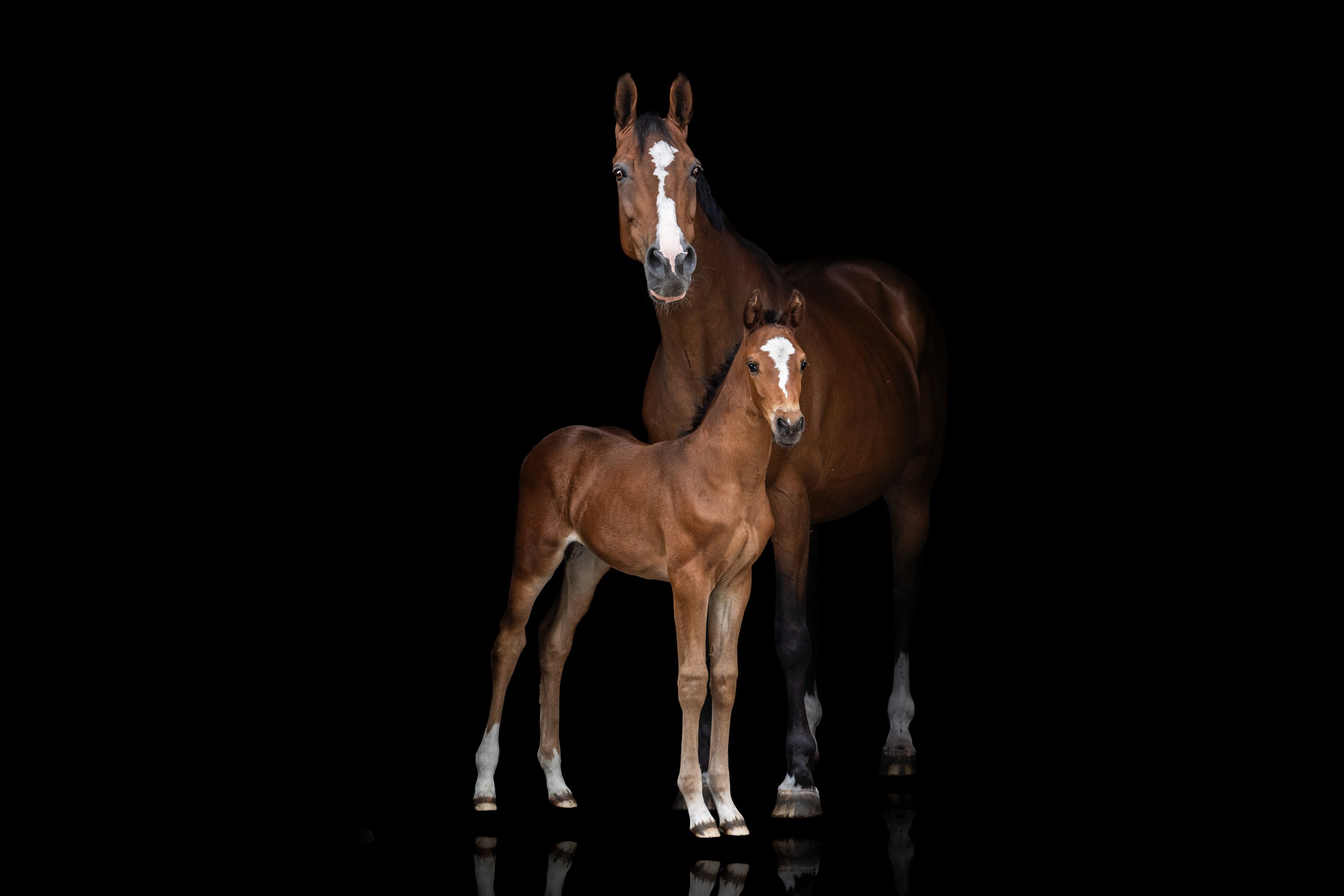 kwpn allrounder merrie 1 år donkerbruin till salu - Foto 3