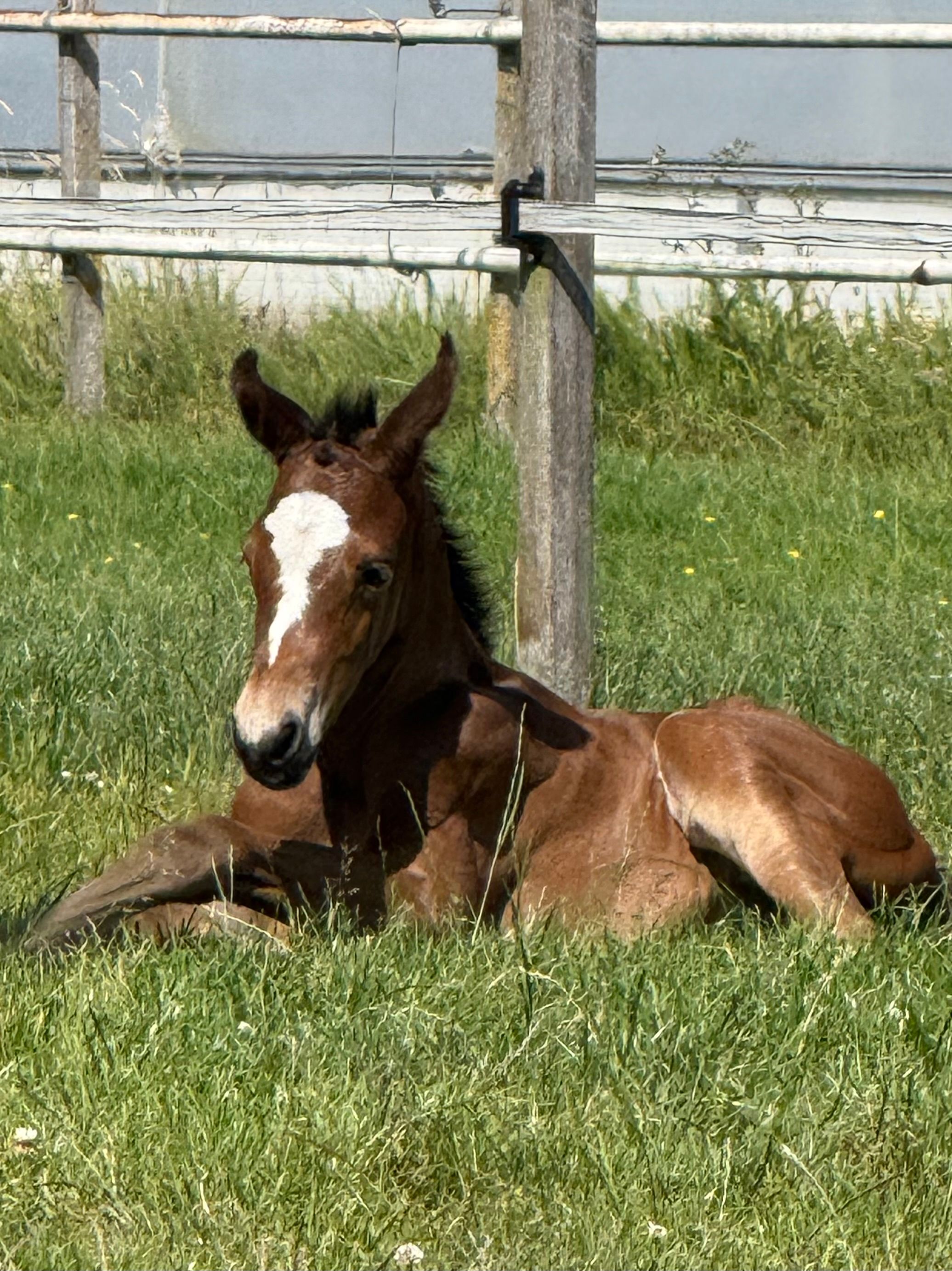 kwpn allrounder merrie 1 år donkerbruin till salu - Foto 2