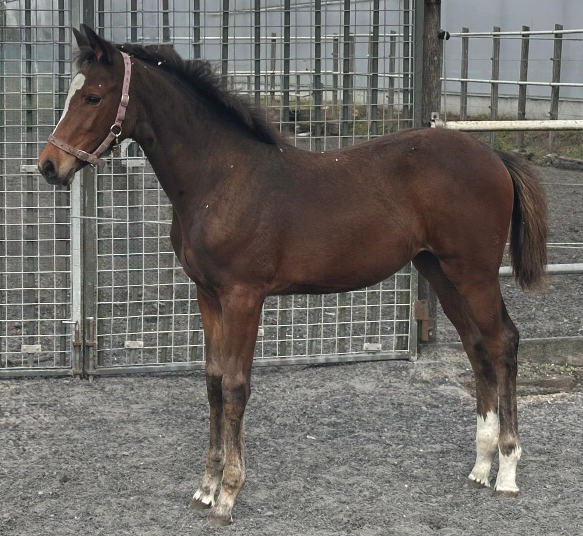 kwpn allrounder merrie 1 år donkerbruin till salu - Foto 4