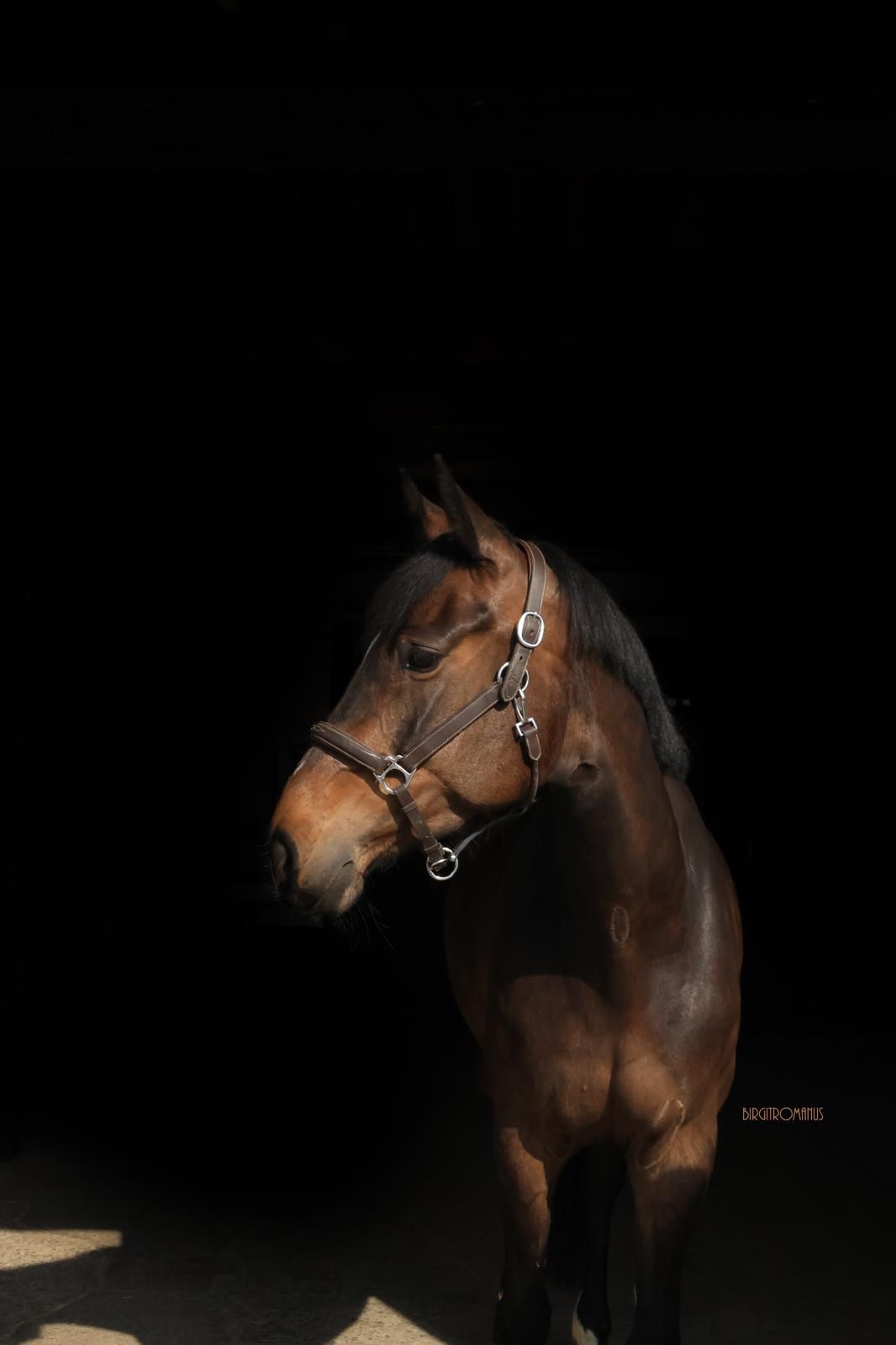 bwp springpaard merrie 7 år bruin till salu - Foto 2