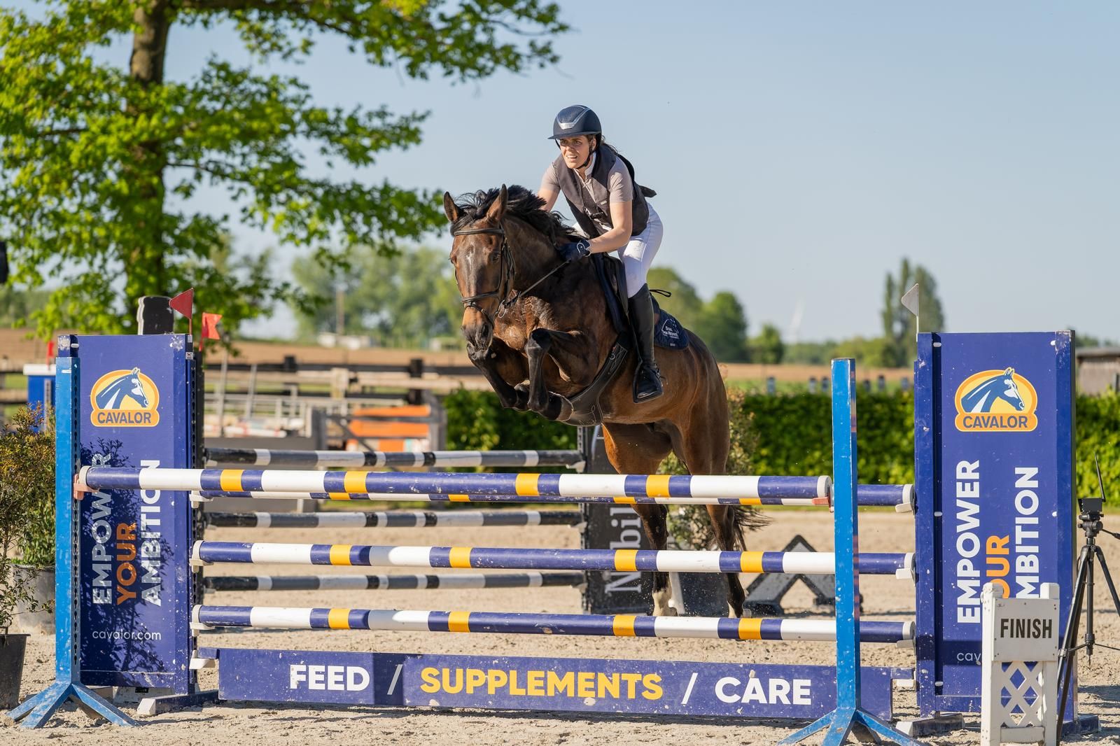bwp springpaard merrie 7 år bruin till salu - Foto 3