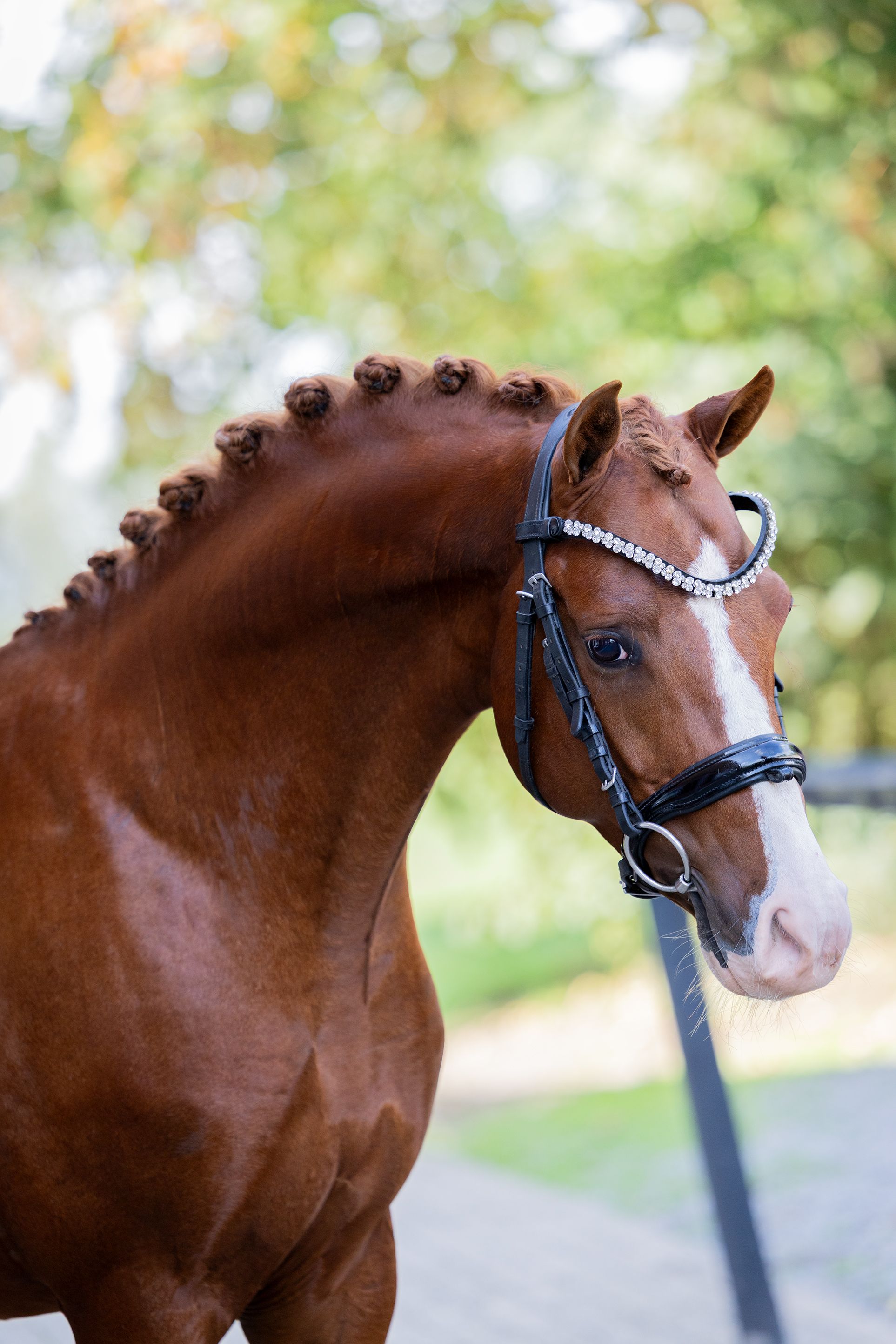 dressuurpony ruin 4 år till salu - Foto 2