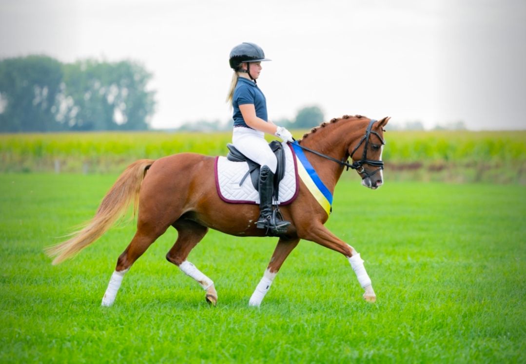 dressuurpony ruin 4 år till salu - Foto 6