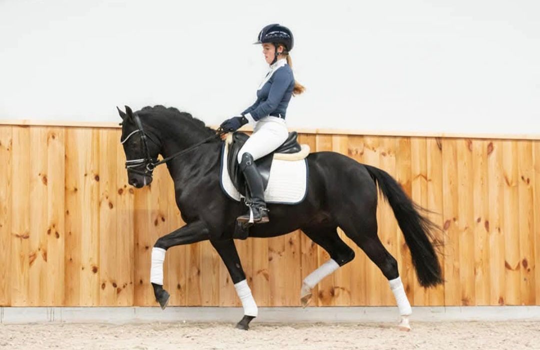 dressuurpony ruin 4 år till salu - Foto 3