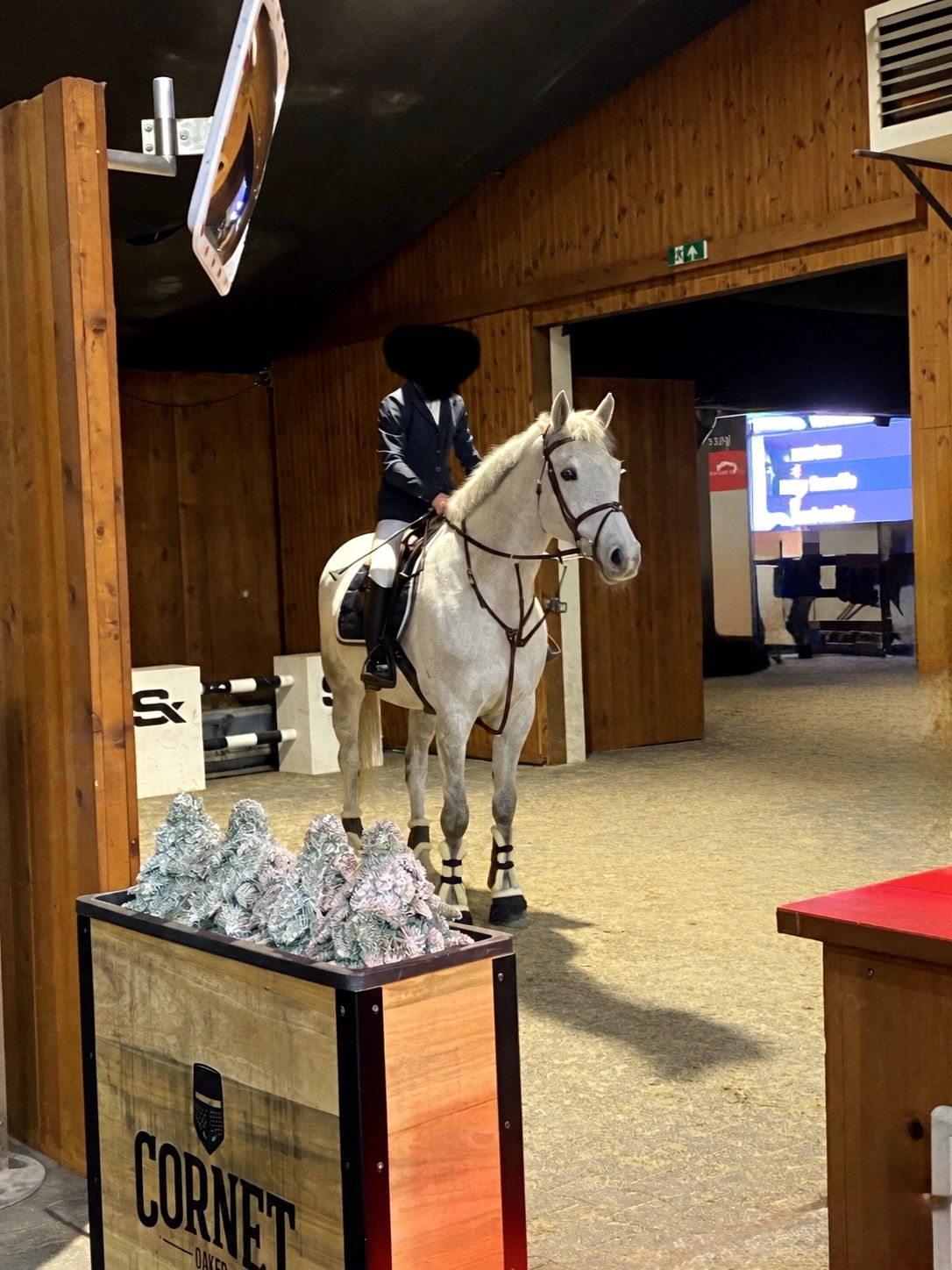 zangersheide recreatie-paard merrie 15 سنوات schimmel للبيع - صورة 2