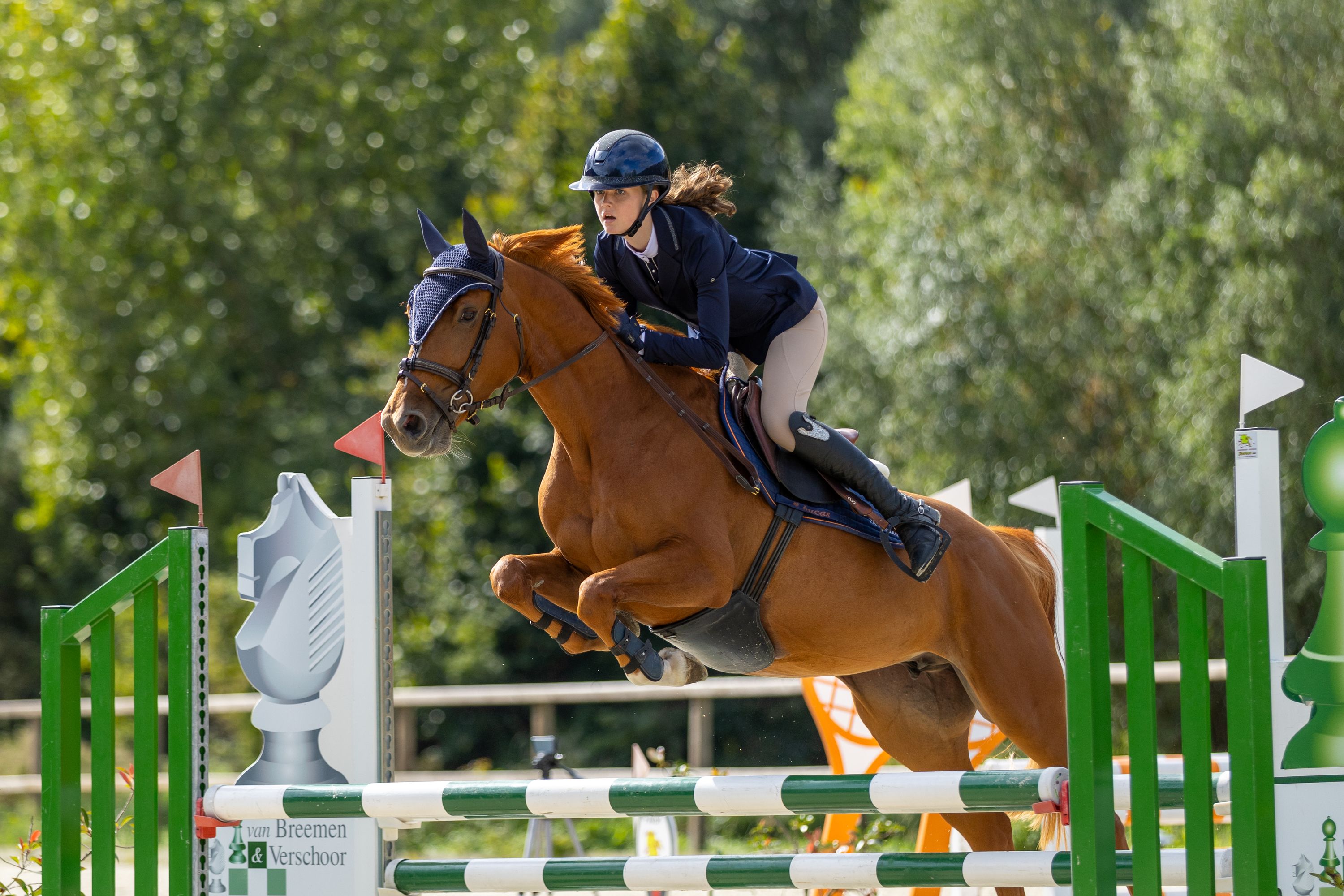 kwpn springpony merrie 5 jaar vos te koop - Foto 2