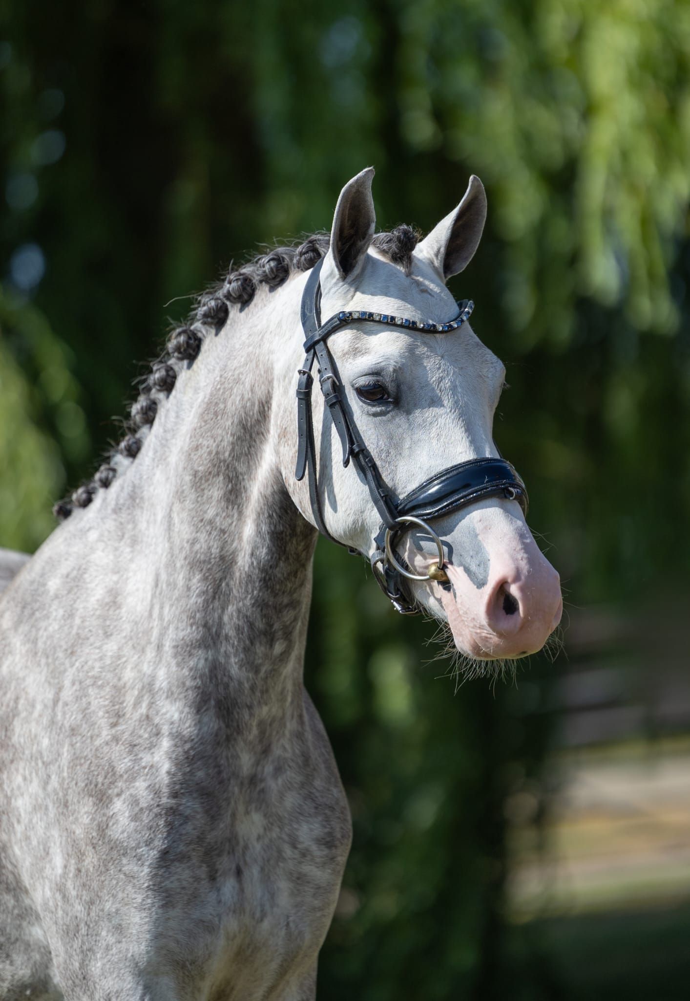4-jarige D-pony merrie | 1.42 m | Davinci du Bois