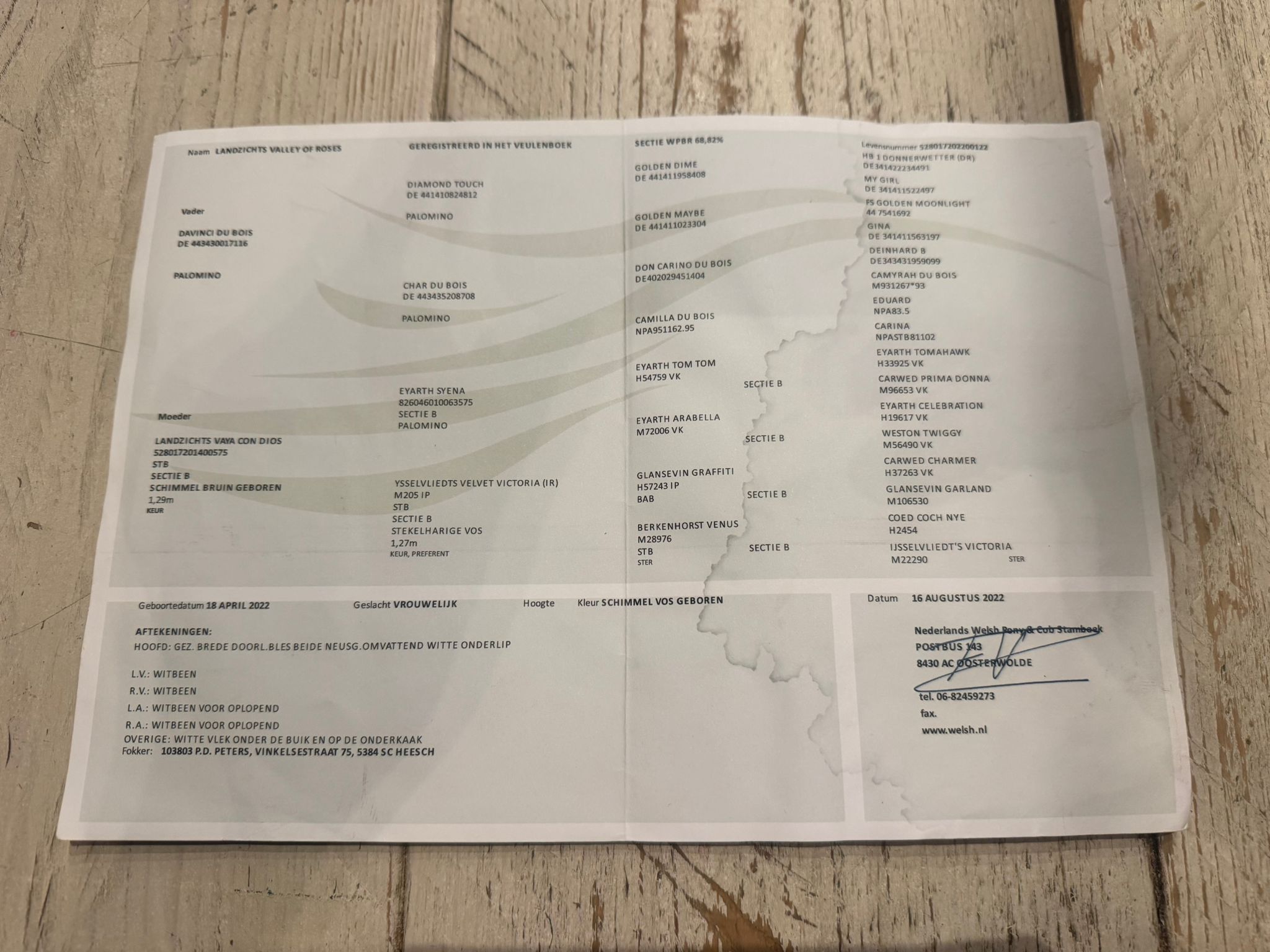 welsh dressuurpony merrie 4 jaar schimmel te koop - Foto 5