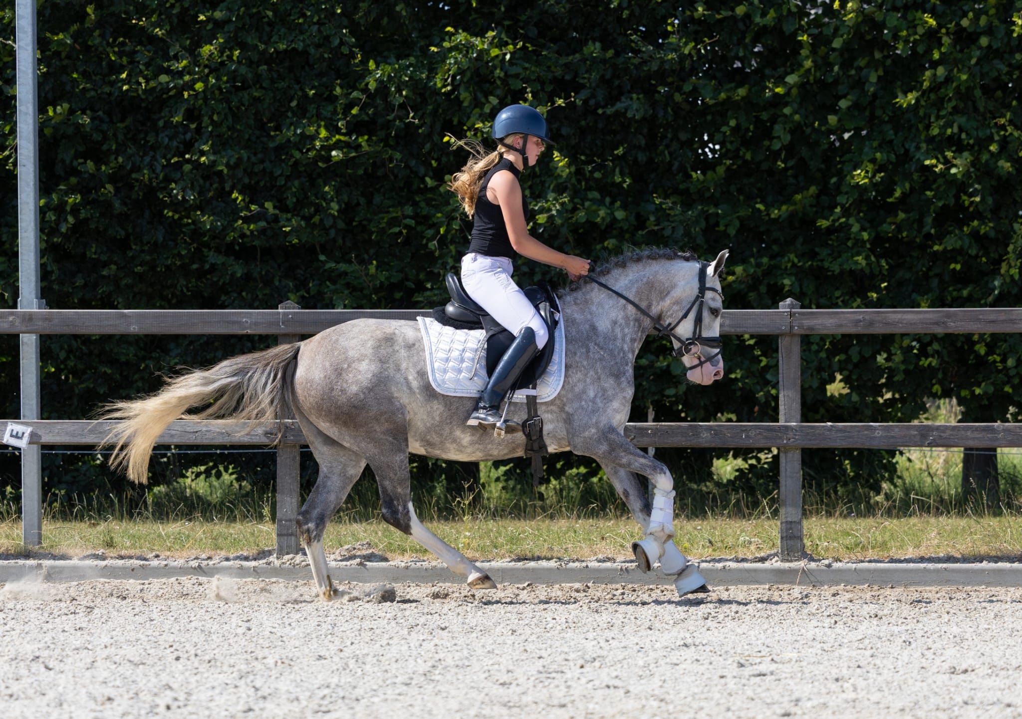 welsh dressuurpony merrie 4 jaar schimmel te koop - Foto 4